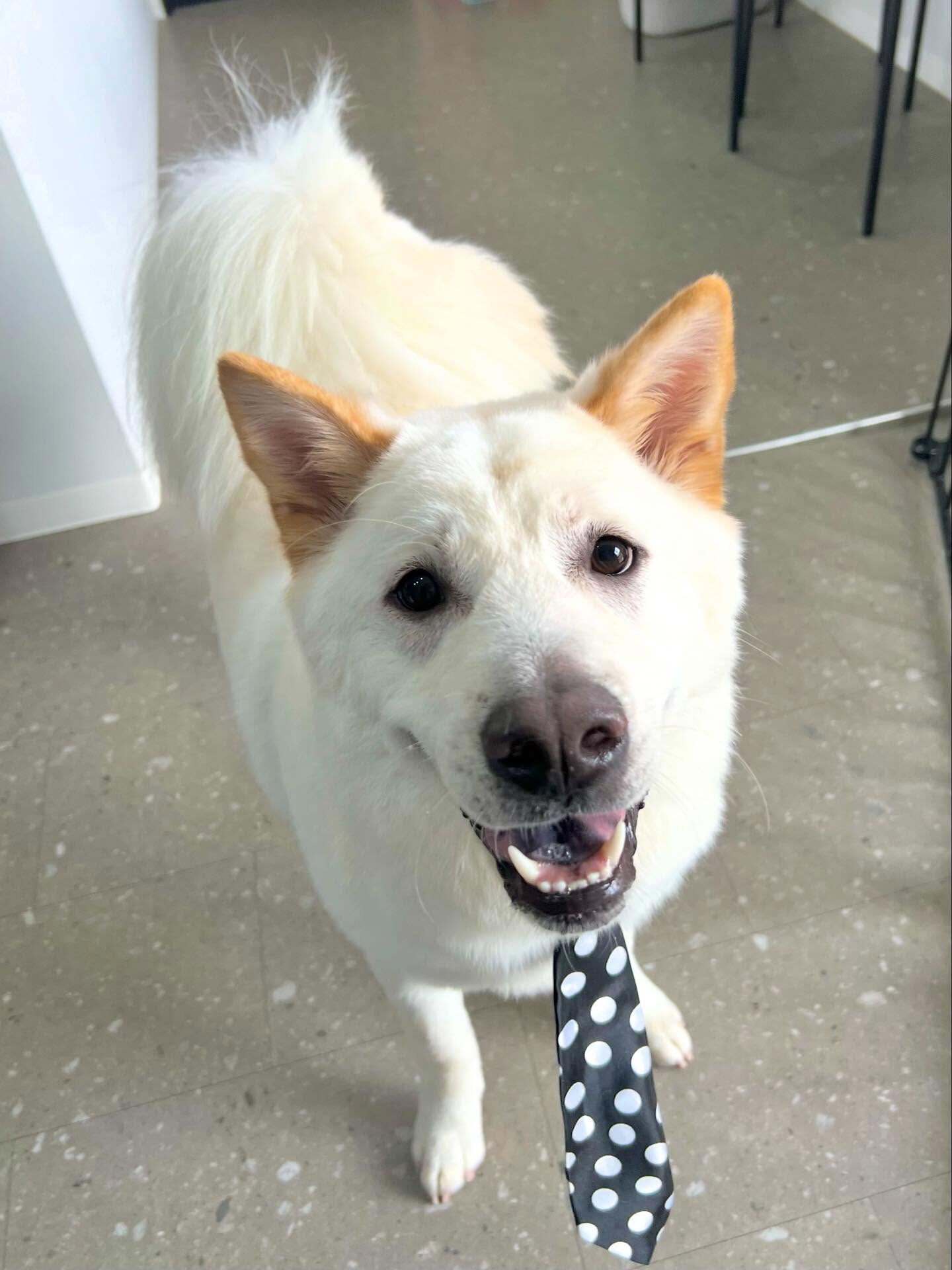 ご来店いただいたしんべいくんです🐶✨