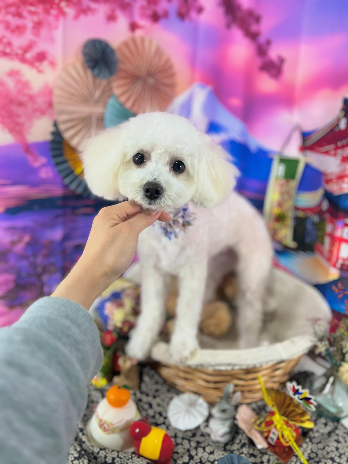 ご来店いただいたメロちゃんです🐶✨