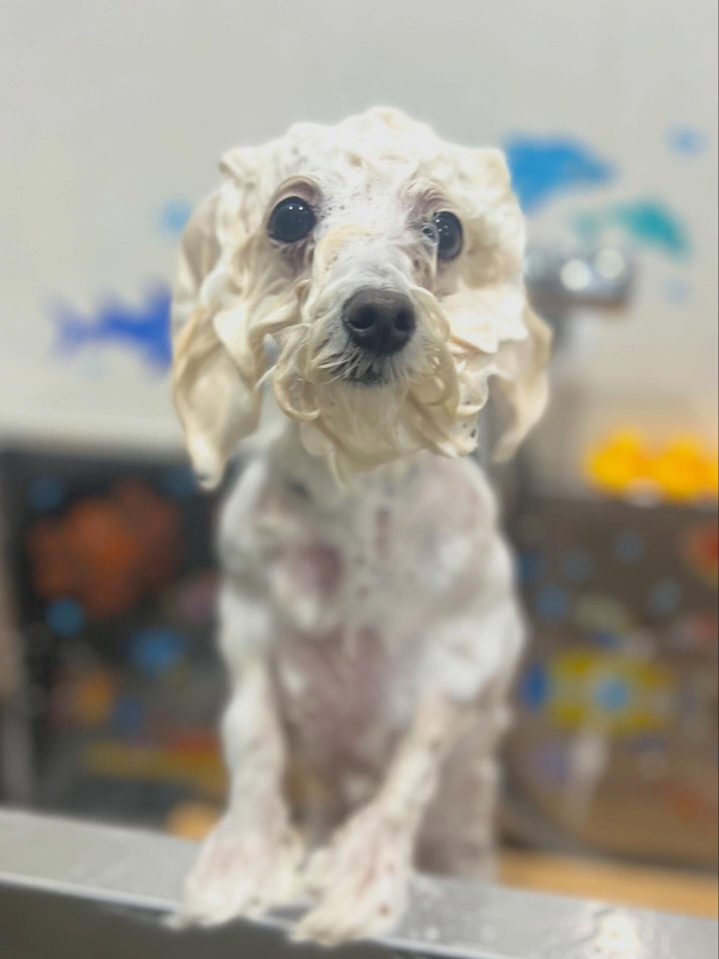 ご来店いただいたメロちゃんです🐶✨