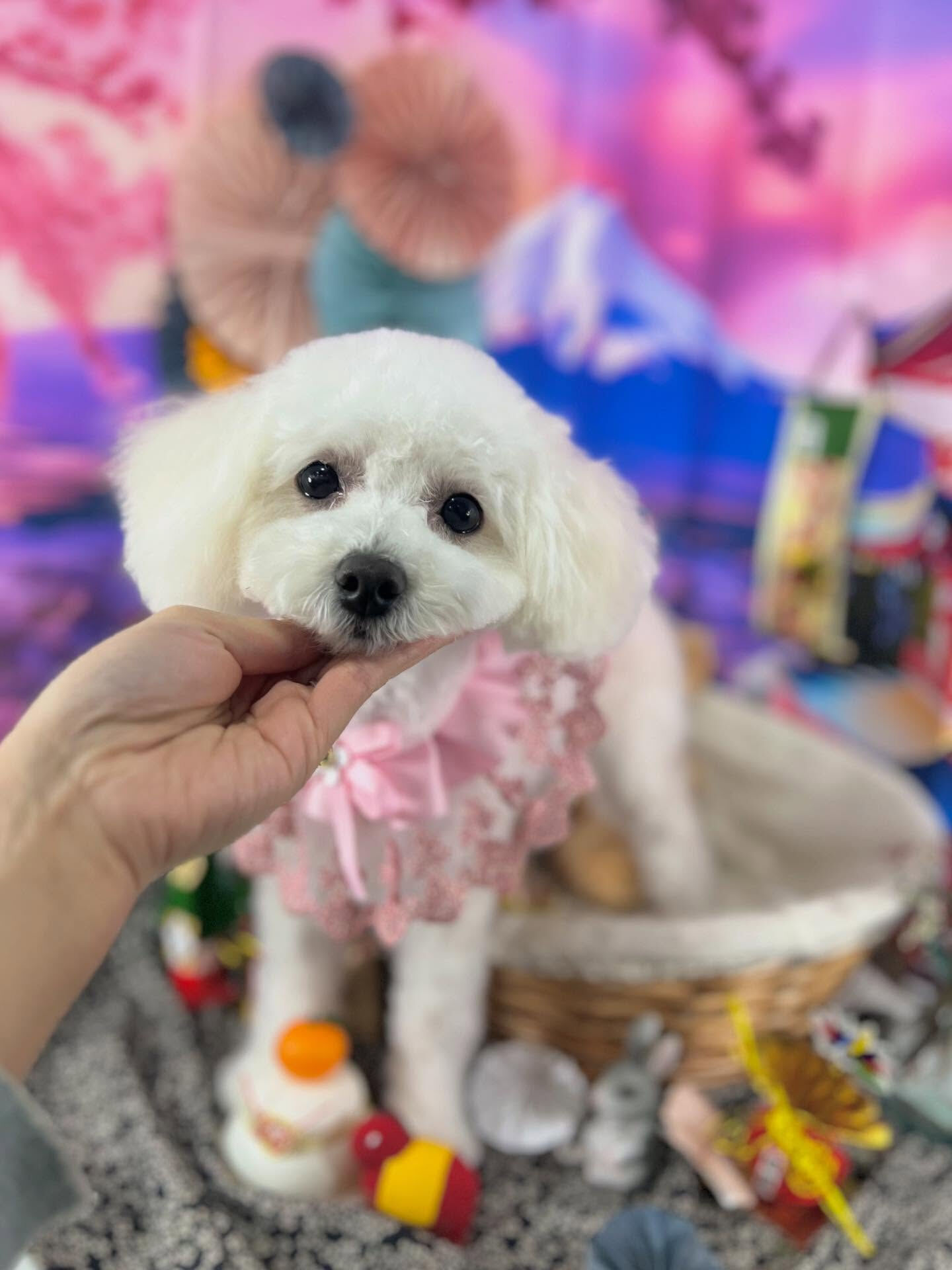 ご来店いただいたメロちゃんです🐶✨