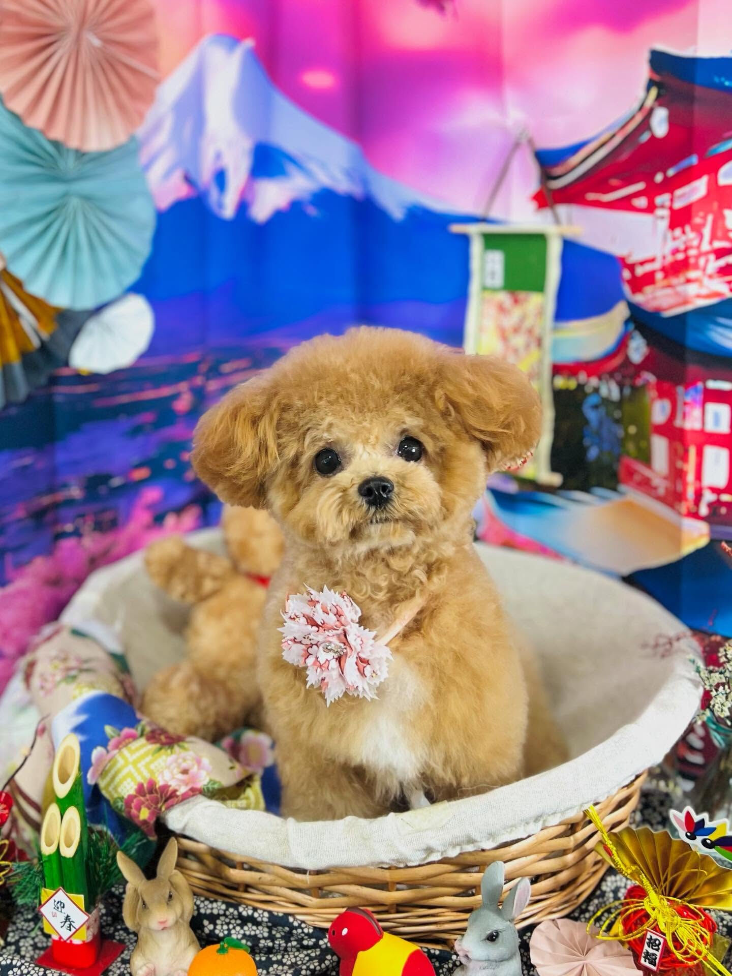ご来店いただいたエミちゃんです🐶✨