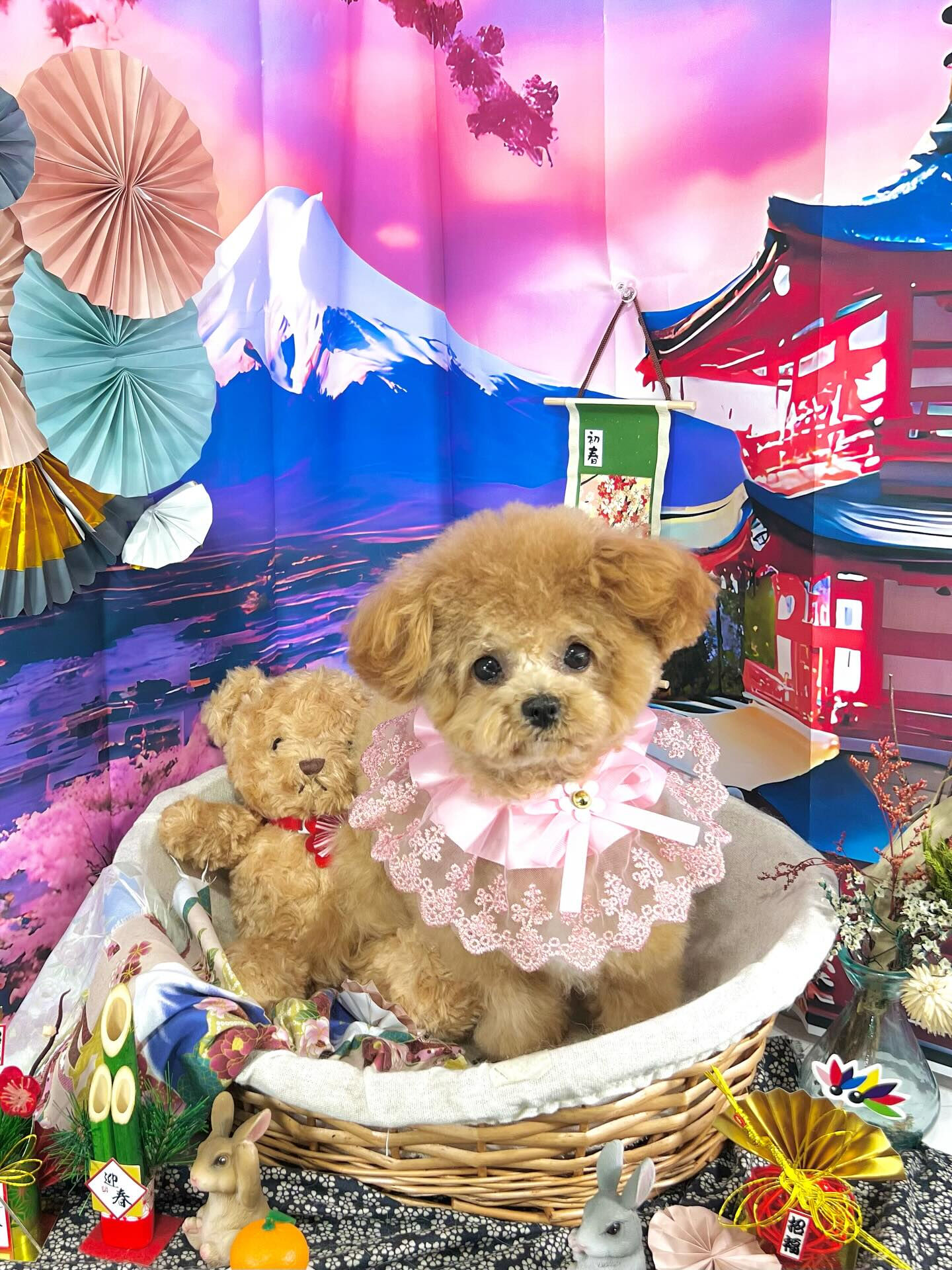 ご来店いただいたエミちゃんです🐶✨