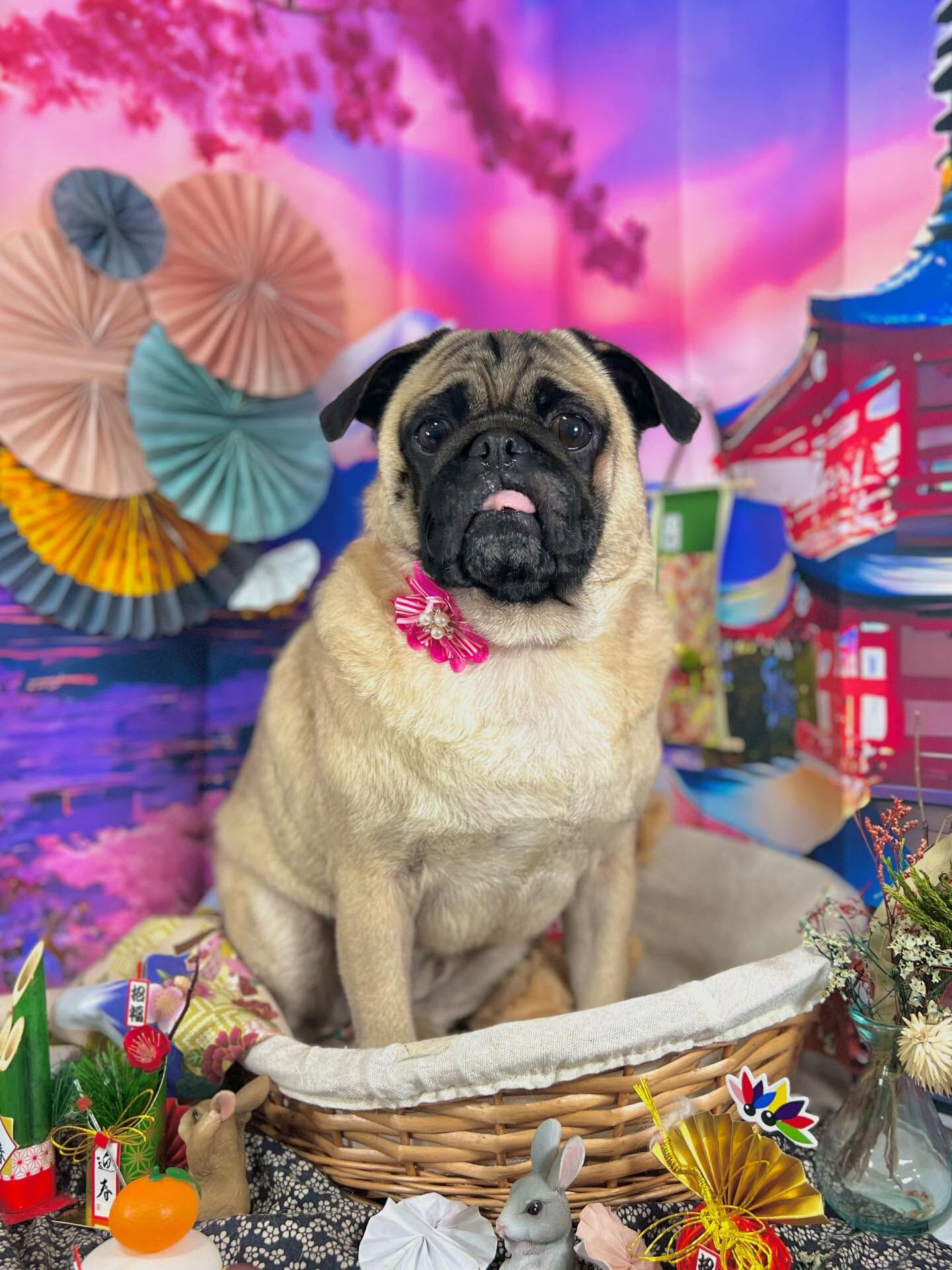 来店いただいたブッチャーくんです🐶✨