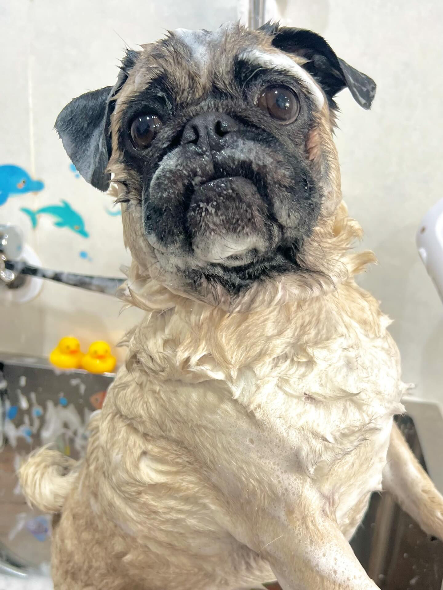 来店いただいたブッチャーくんです🐶✨