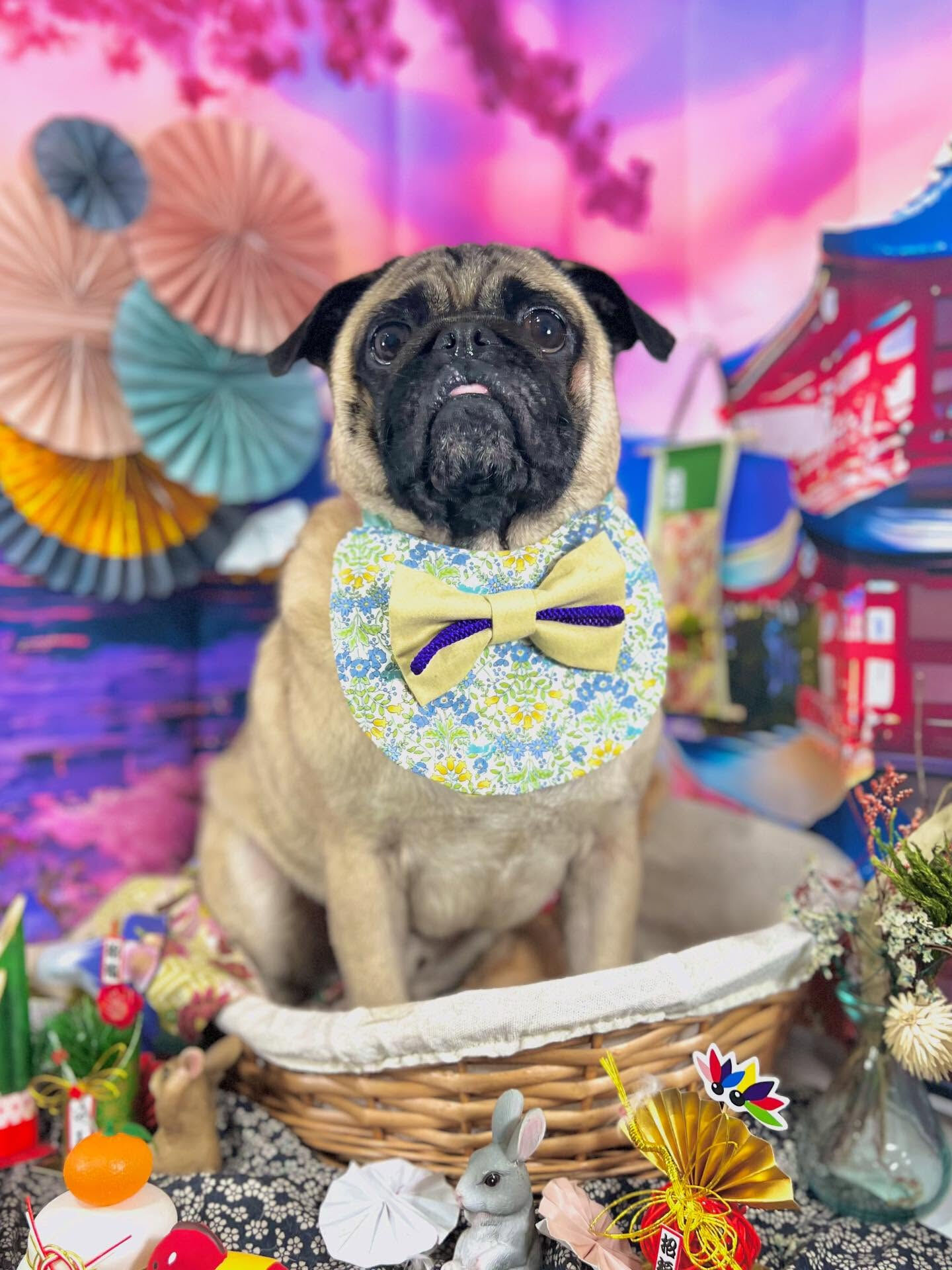 来店いただいたブッチャーくんです🐶✨