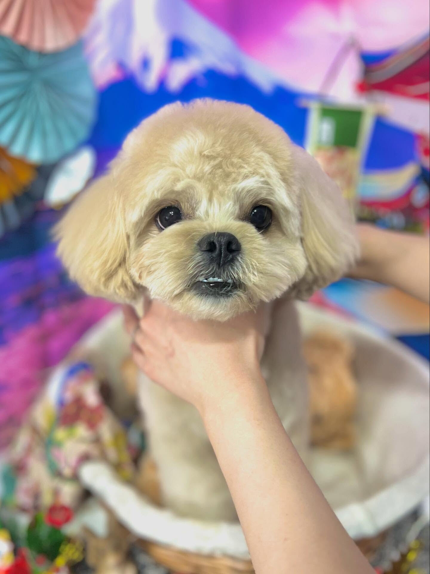 来店いただいたまるとくんです🐶✨