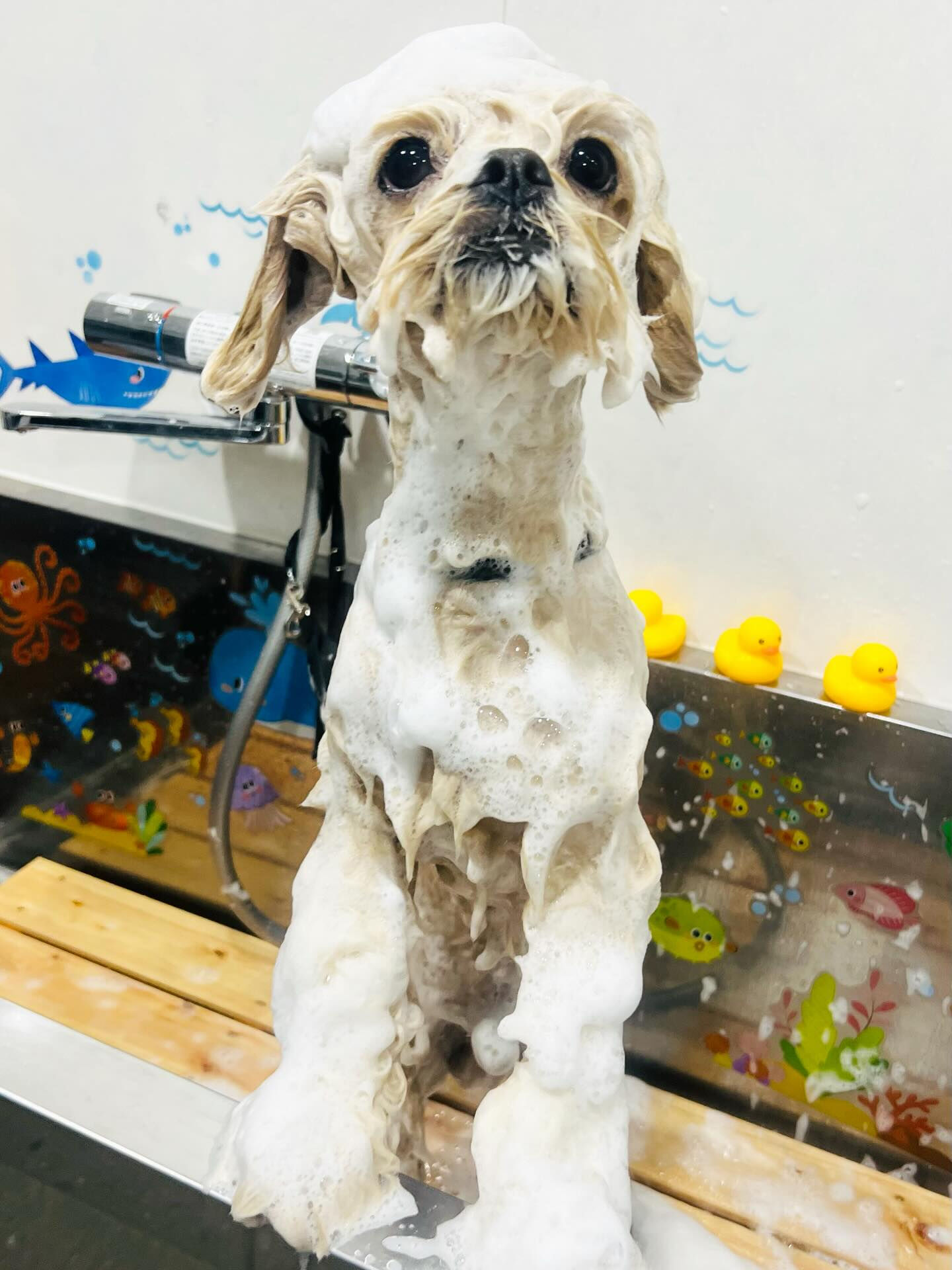 来店いただいたまるとくんです🐶✨