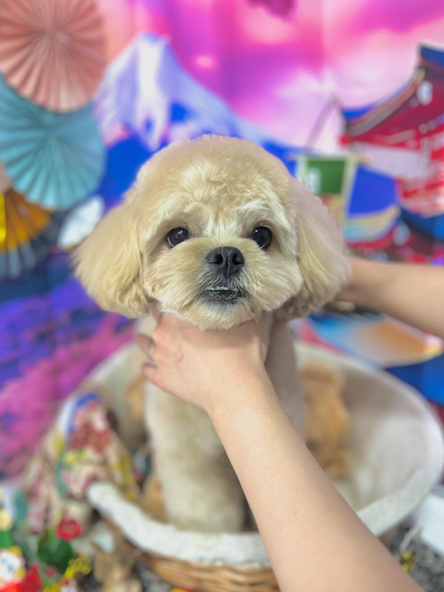 来店いただいたまるとくんです🐶✨
