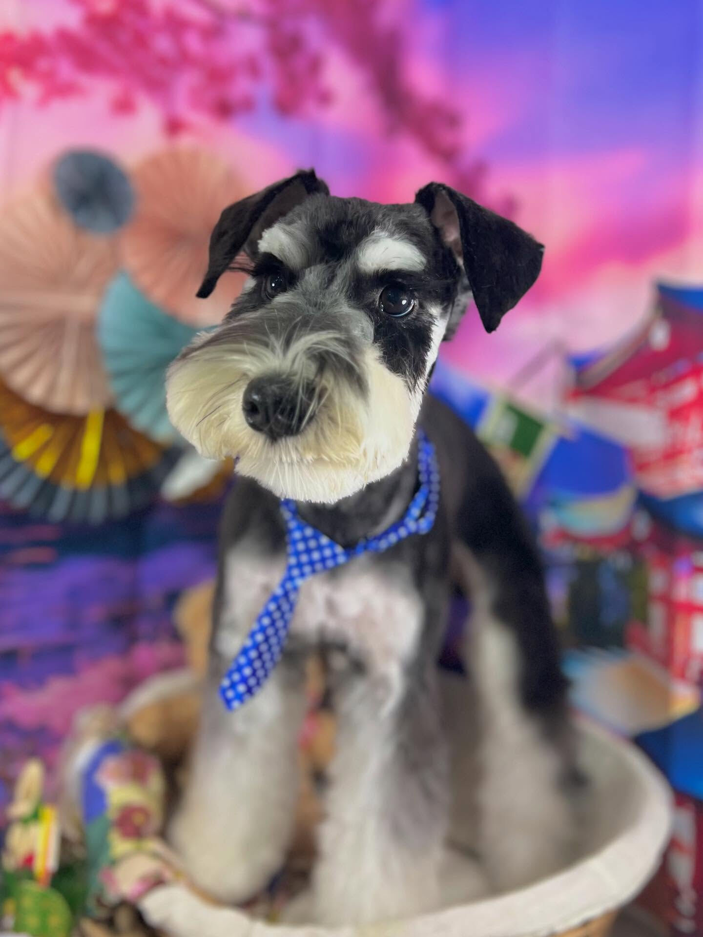 来店いただいたガヴくんです🐶✨