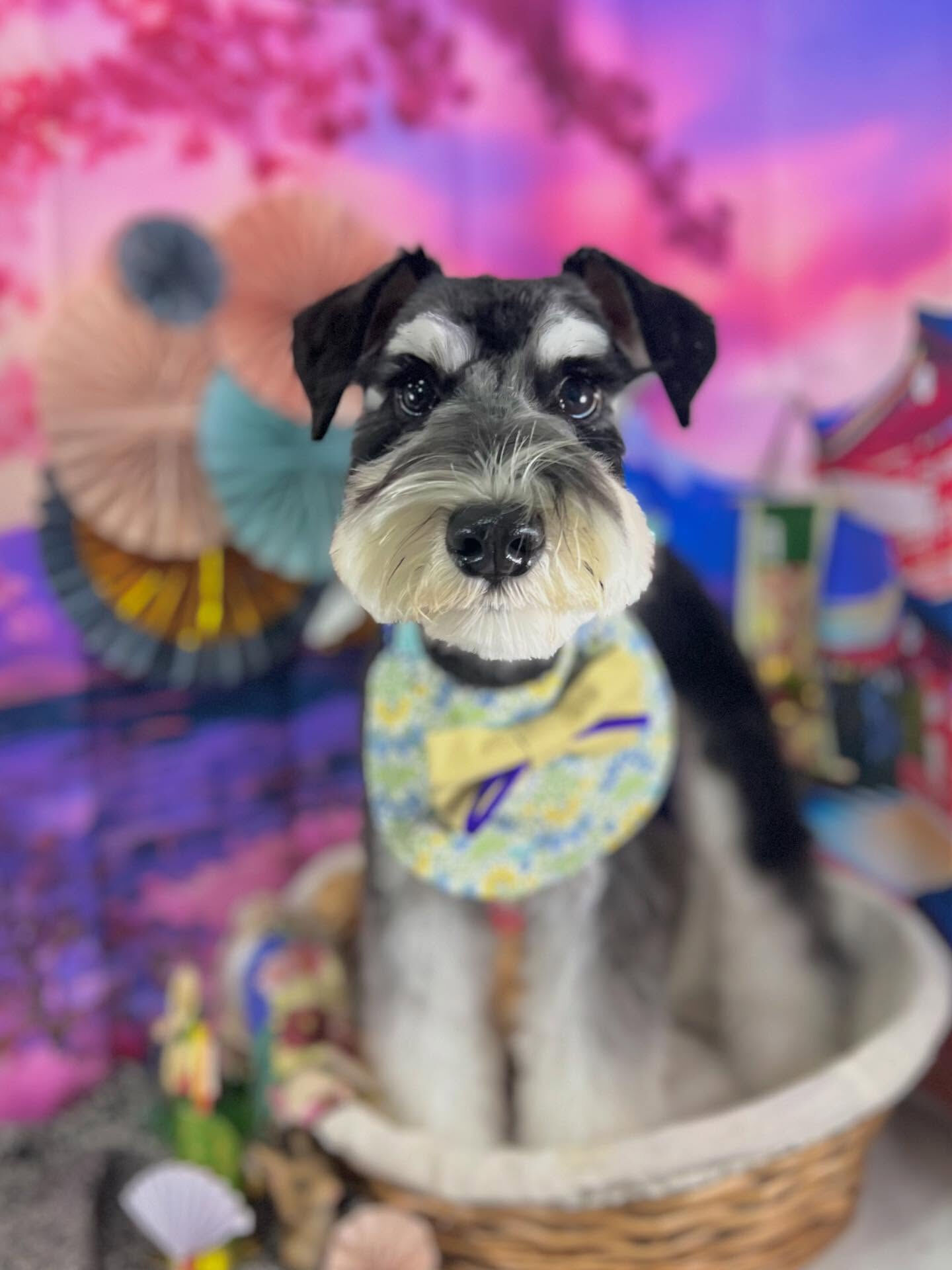 来店いただいたガヴくんです🐶✨