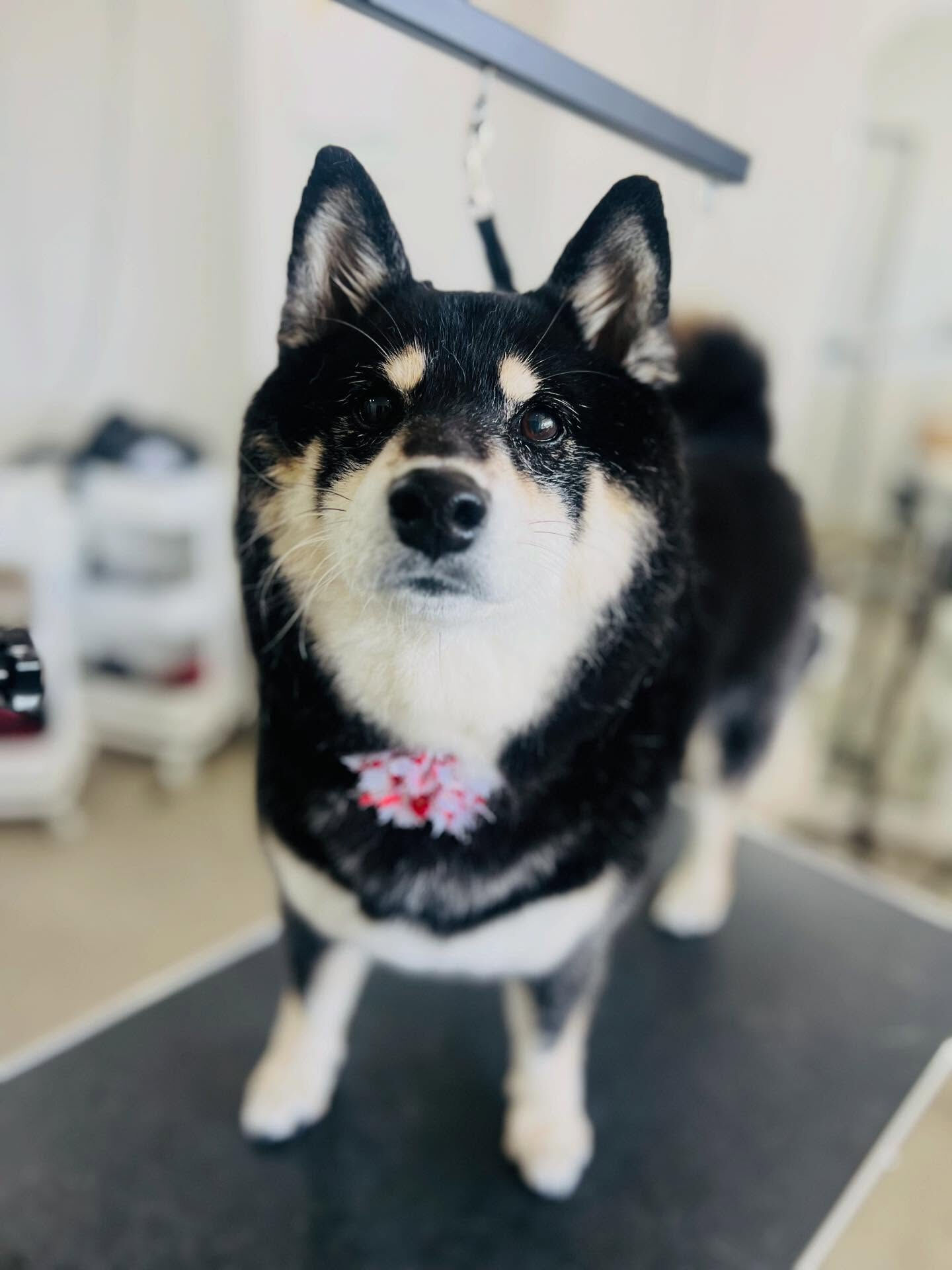 来店いただいたしじみちゃんです🐶✨