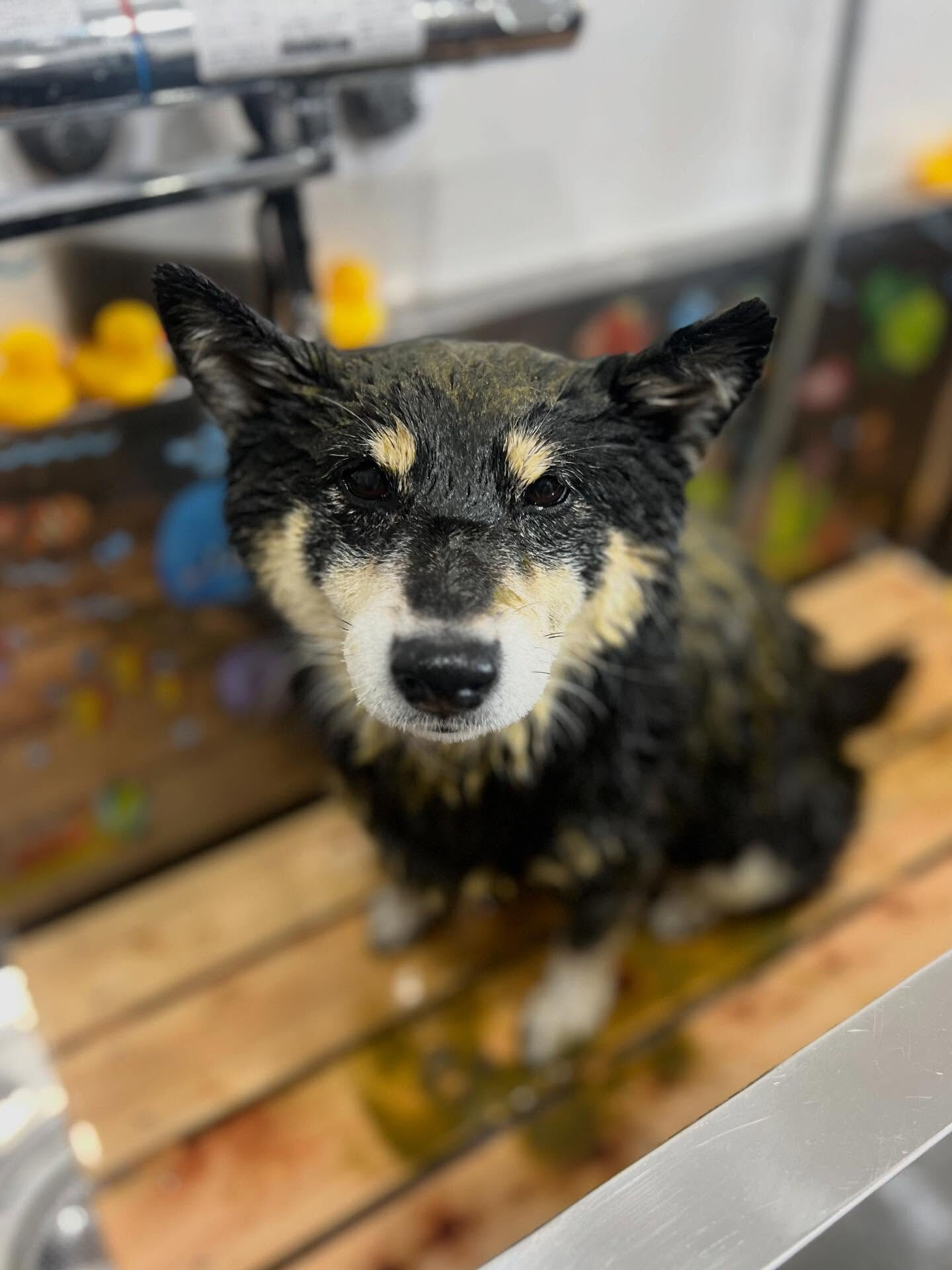 来店いただいたしじみちゃんです🐶✨