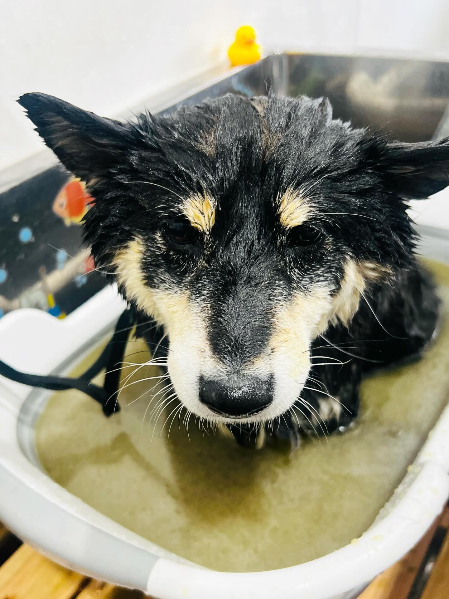 来店いただいたしじみちゃんです🐶✨