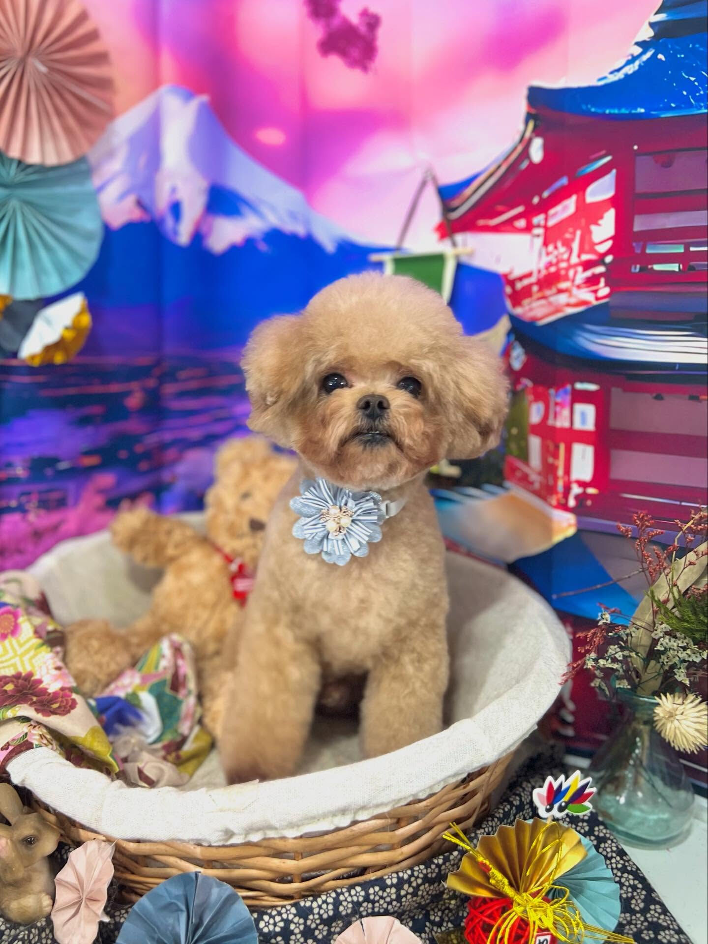来店いただいたララくんです🐶✨