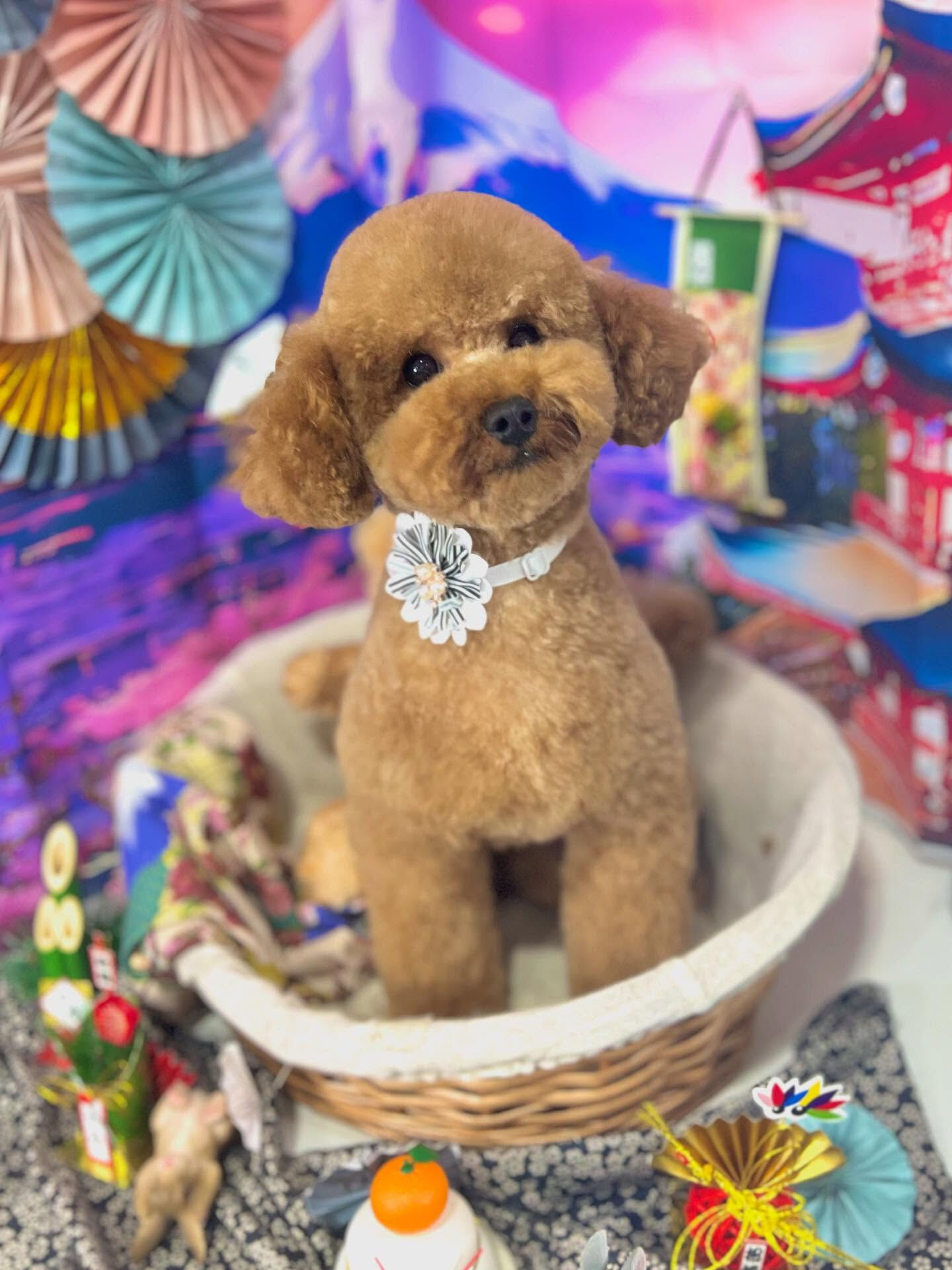 来店いただいたまろんくんです🐶✨