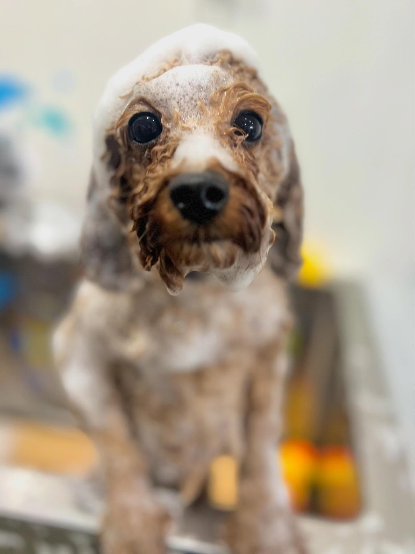 来店いただいたまろんくんです🐶✨