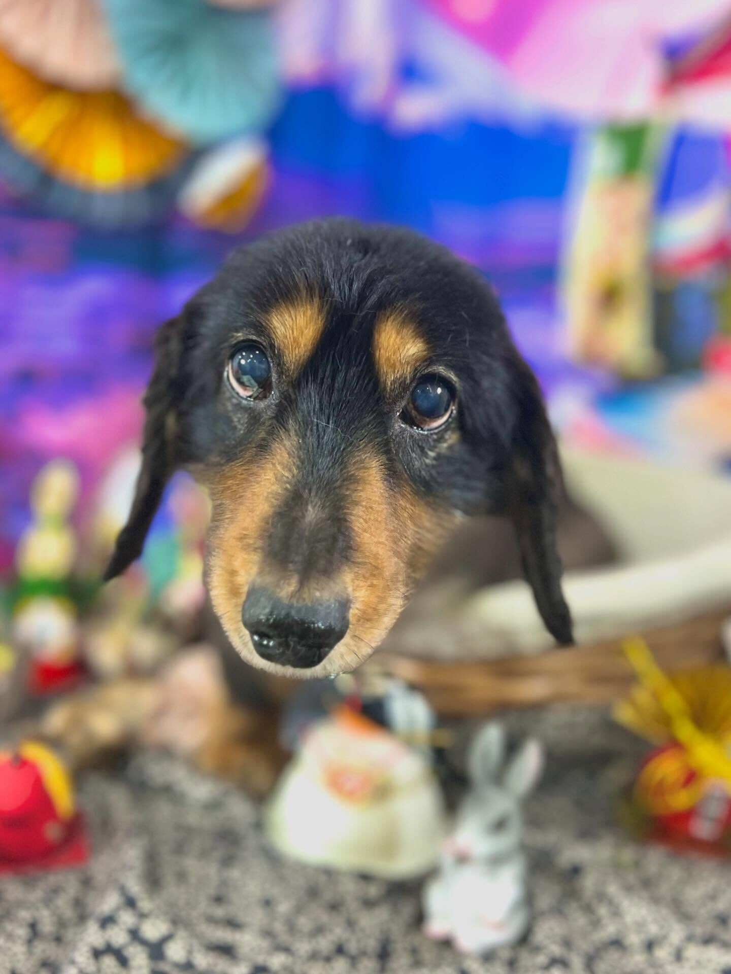 来店いただいたランくんです🐶✨