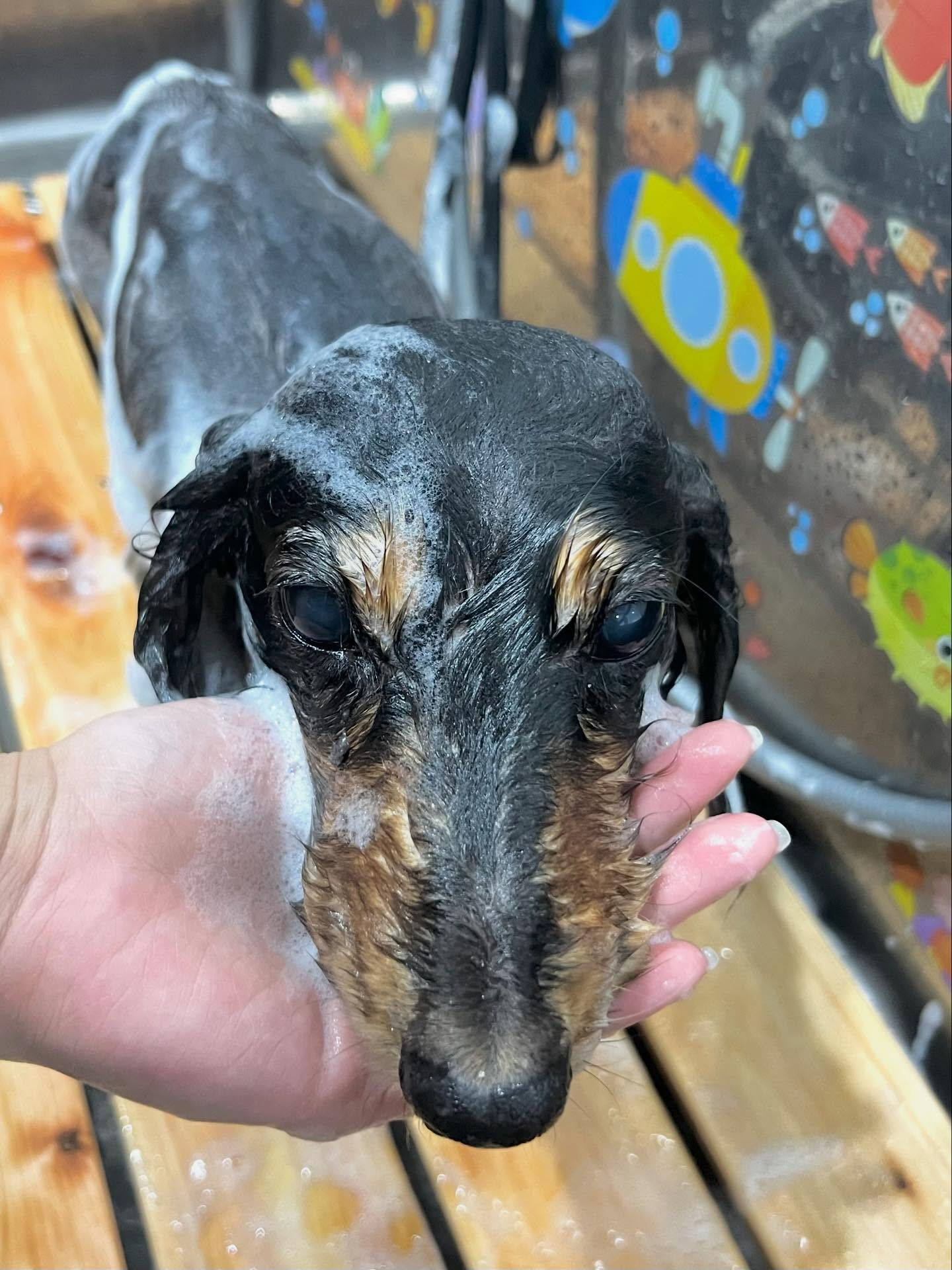 来店いただいたランくんです🐶✨