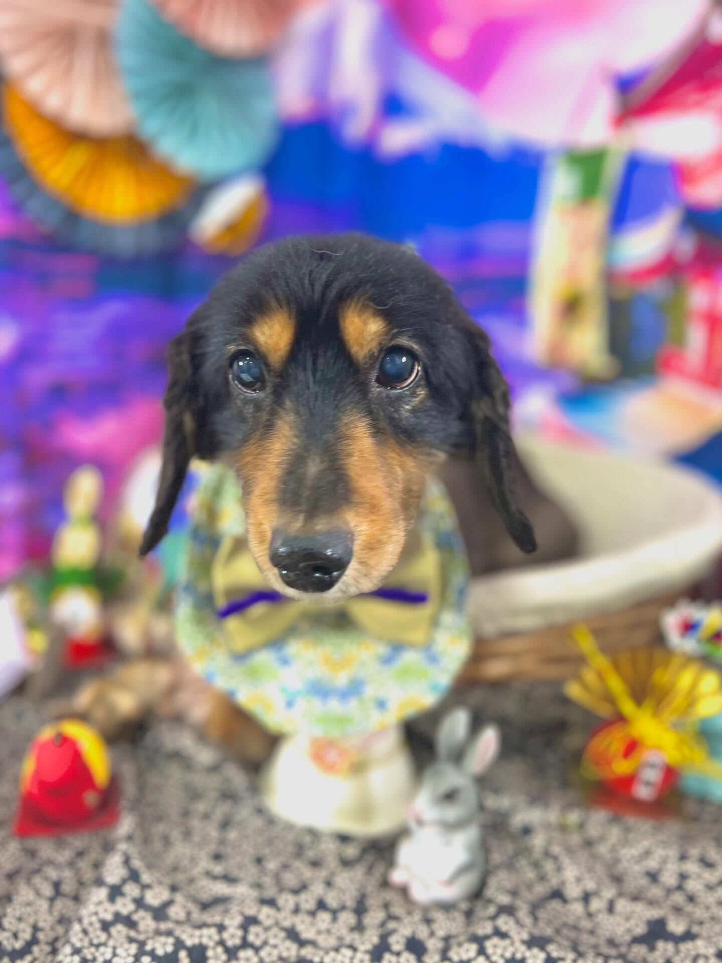 来店いただいたランくんです🐶✨