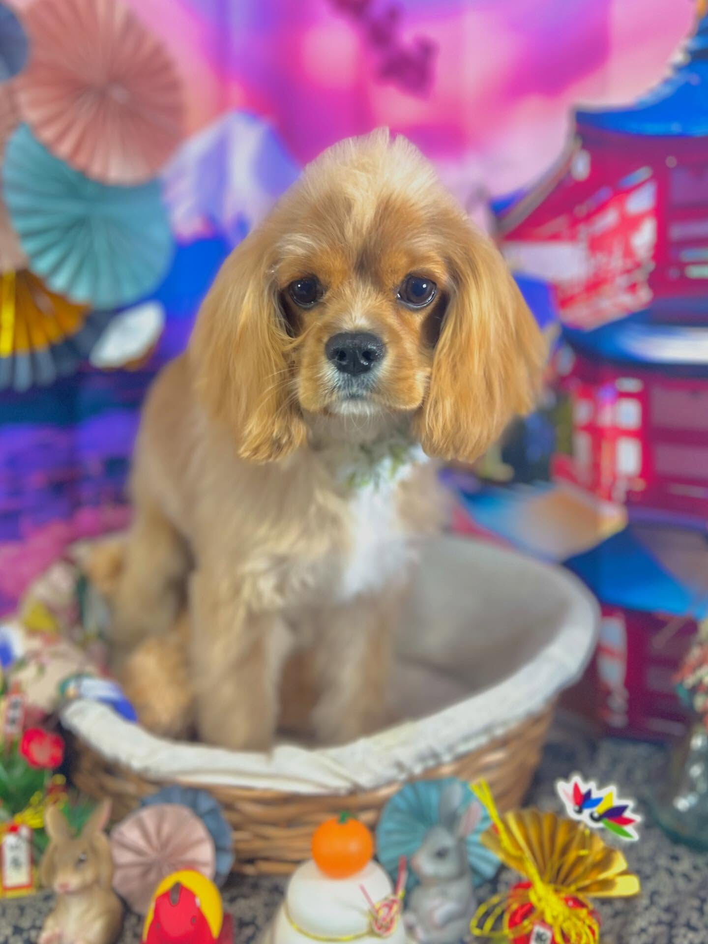 来店いただいたゆにくんです🐶✨
