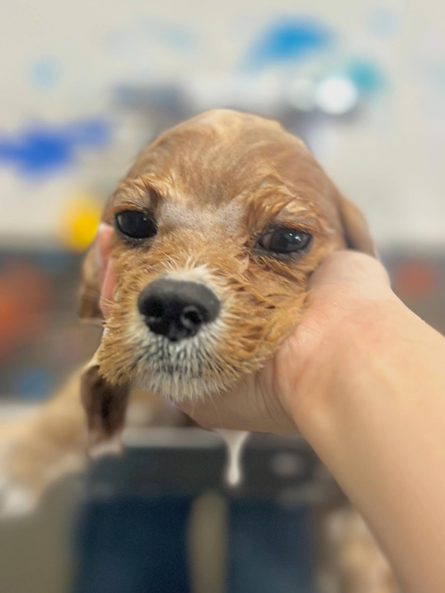 来店いただいたゆにくんです🐶✨