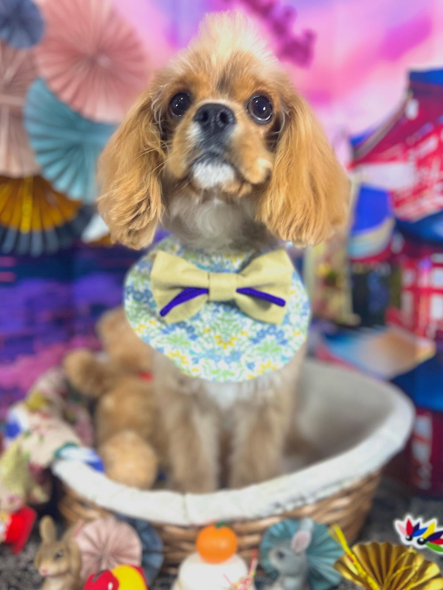 来店いただいたゆにくんです🐶✨