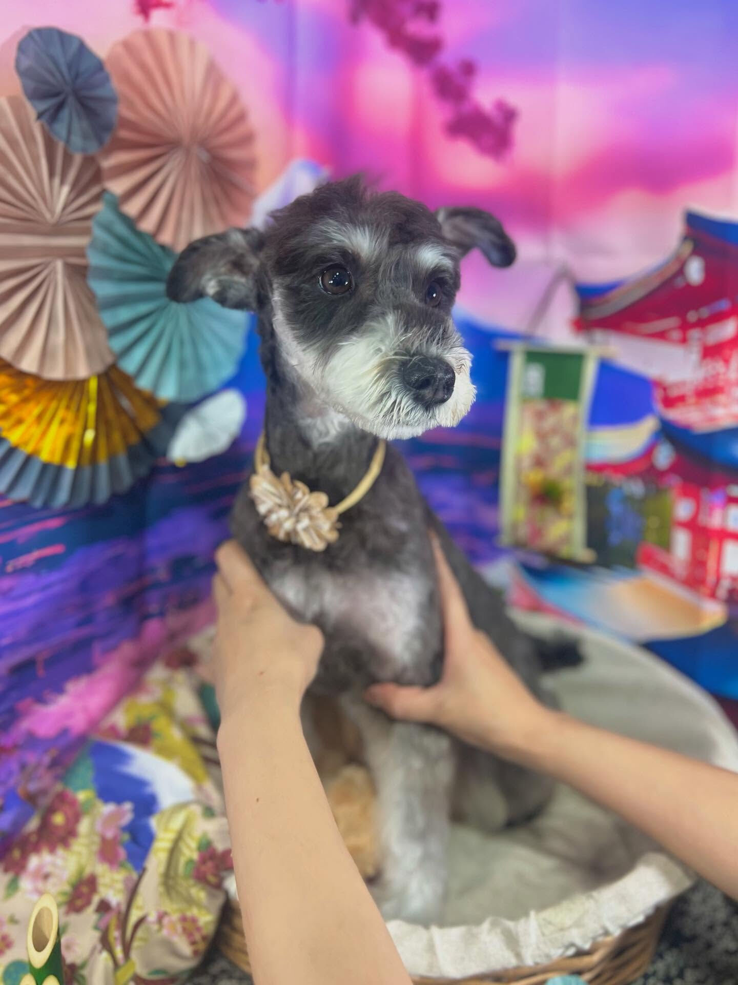 来店いただいたラムネちゃんです🐶✨