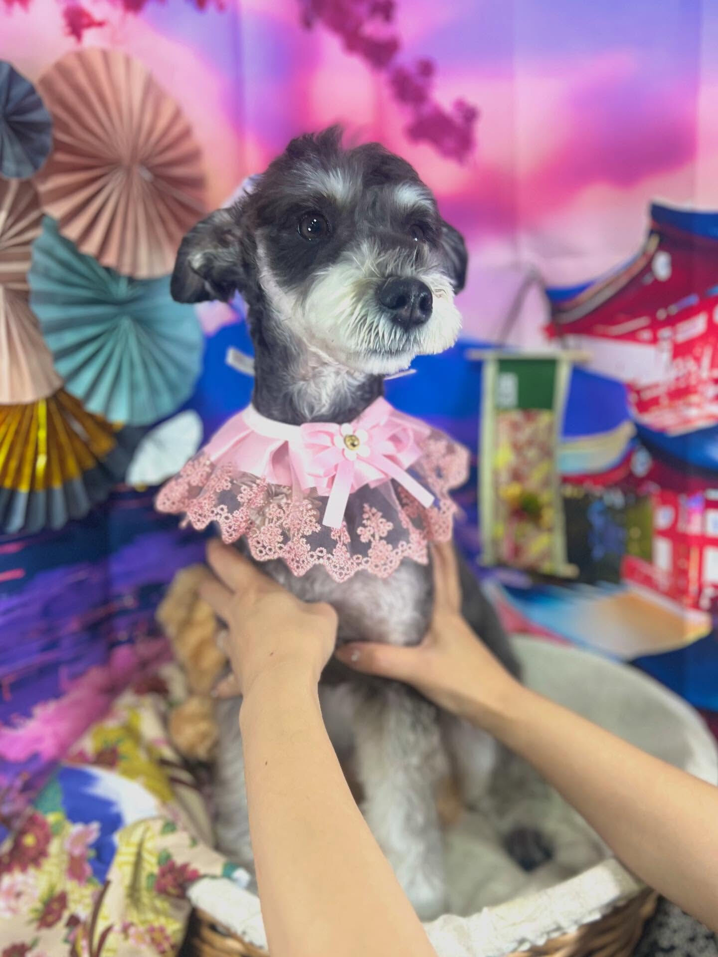 来店いただいたラムネちゃんです🐶✨