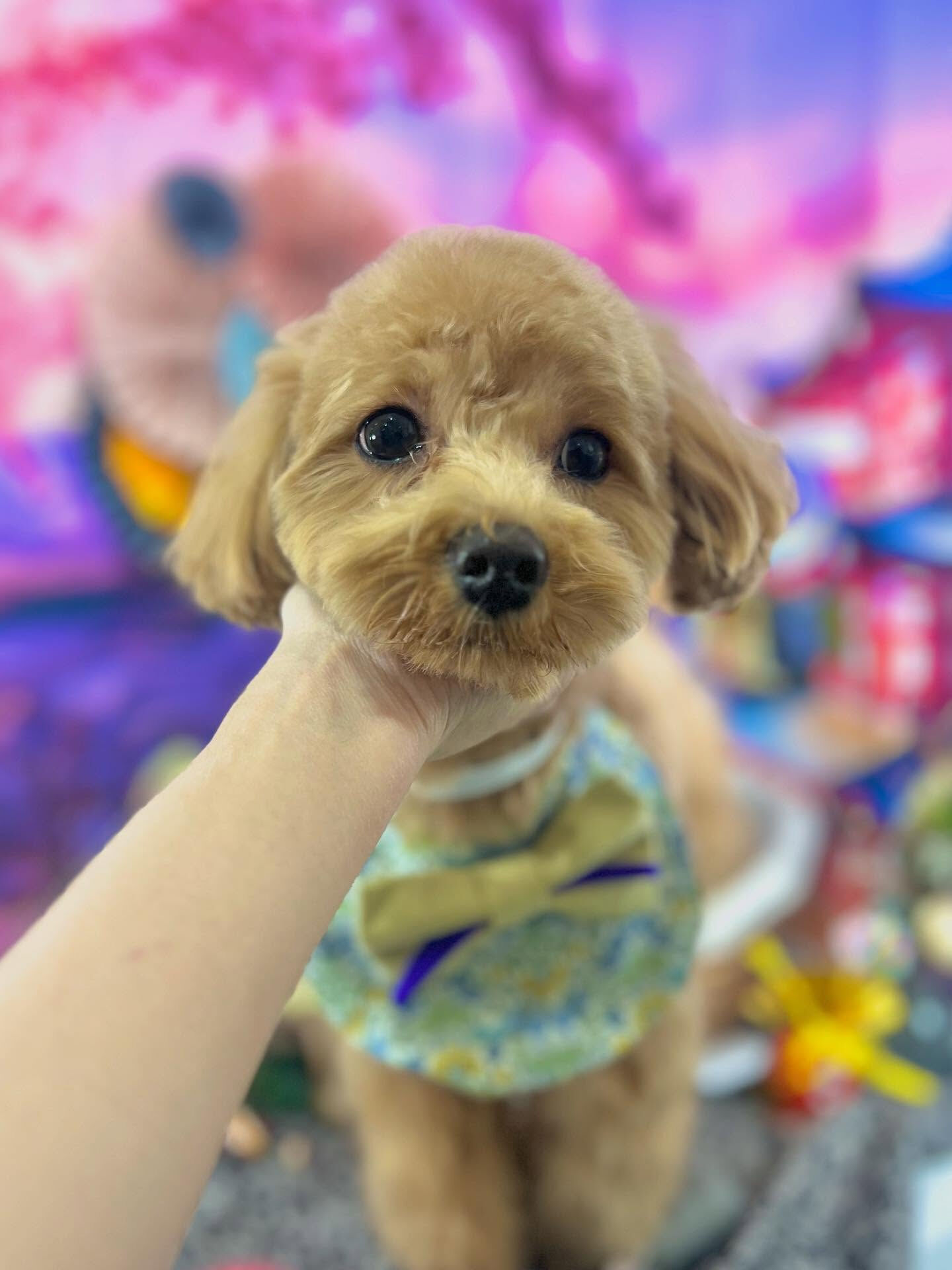 来店いただいた茶々丸くんです🐶✨