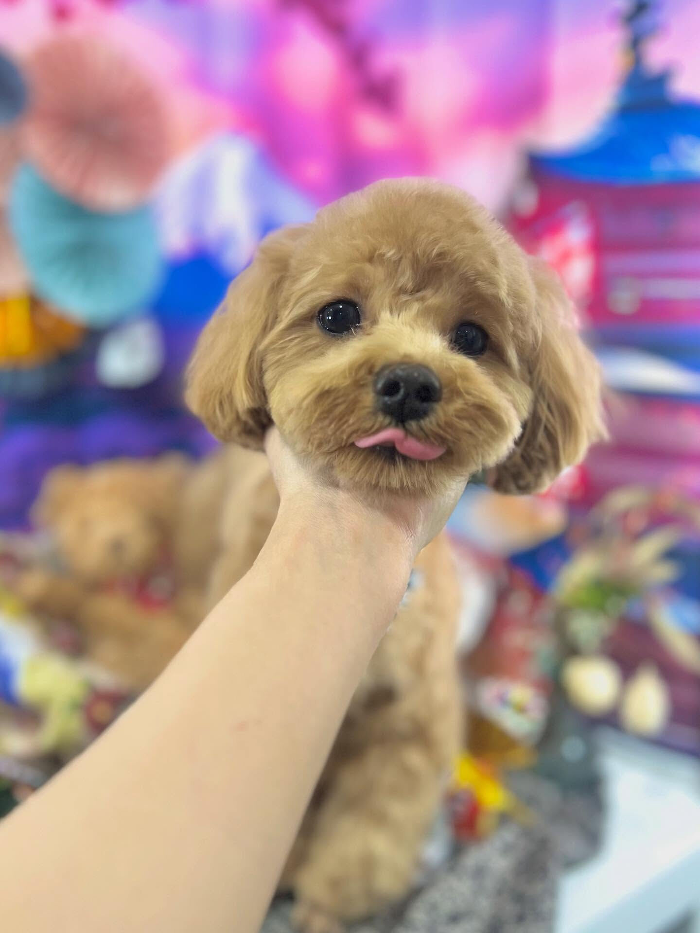 来店いただいた茶々丸くんです🐶✨