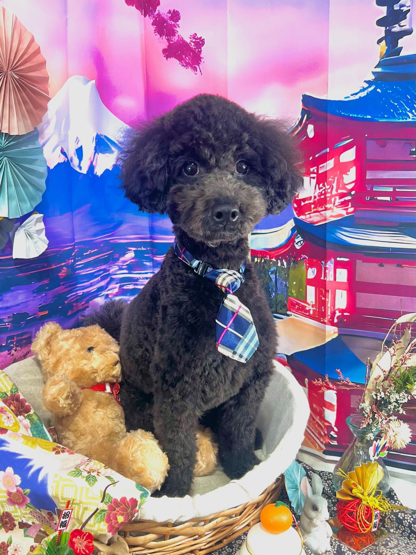 来店いただいたくろすけくんです🐶✨