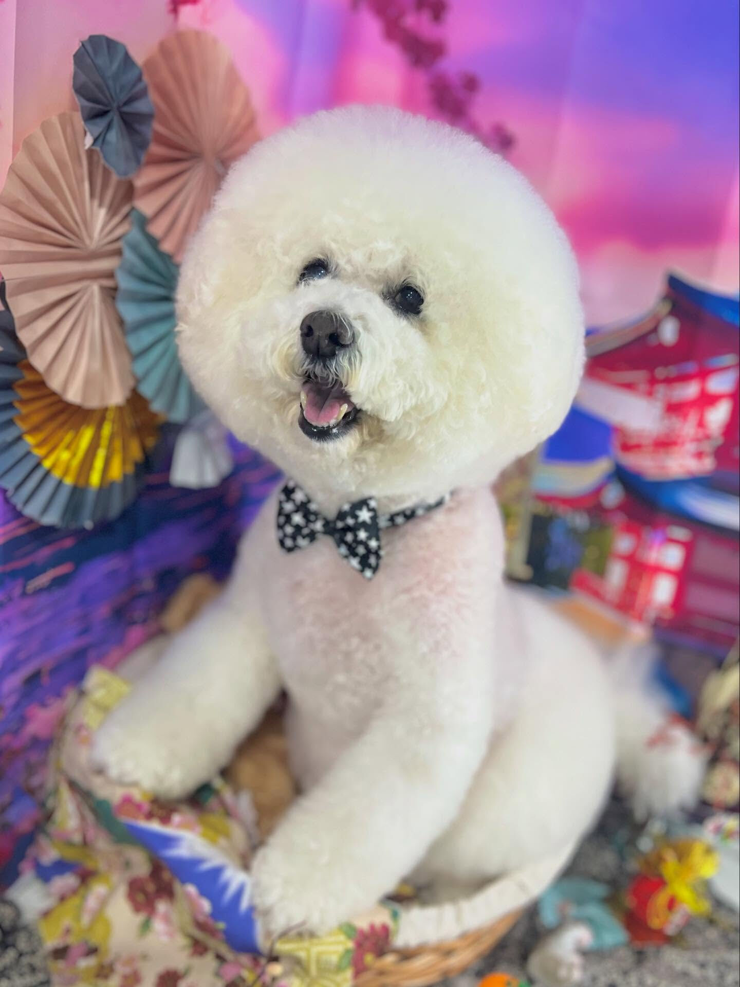 来店いただいたスキップくんです🐶✨