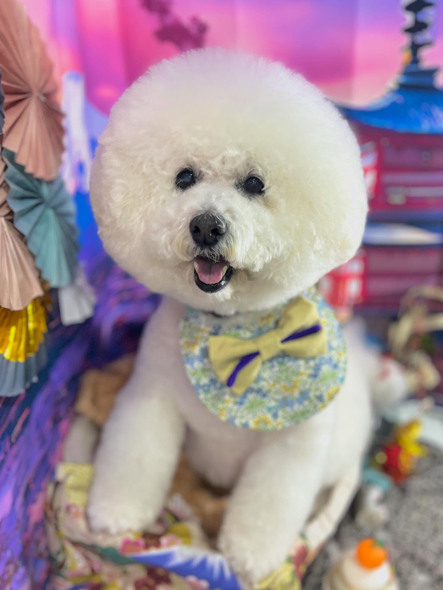 来店いただいたスキップくんです🐶✨