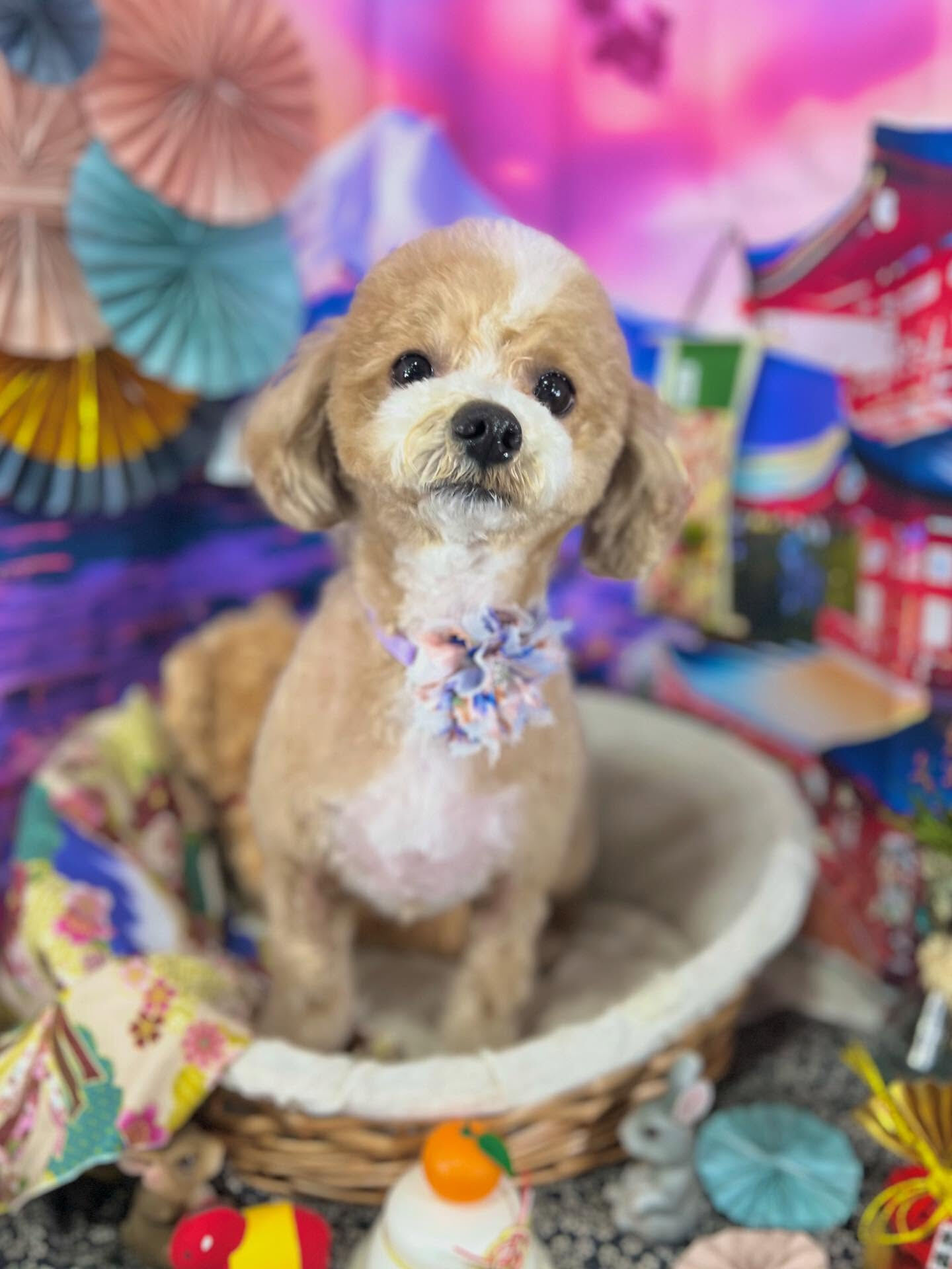来店いただいたリリィちゃんです🐶✨