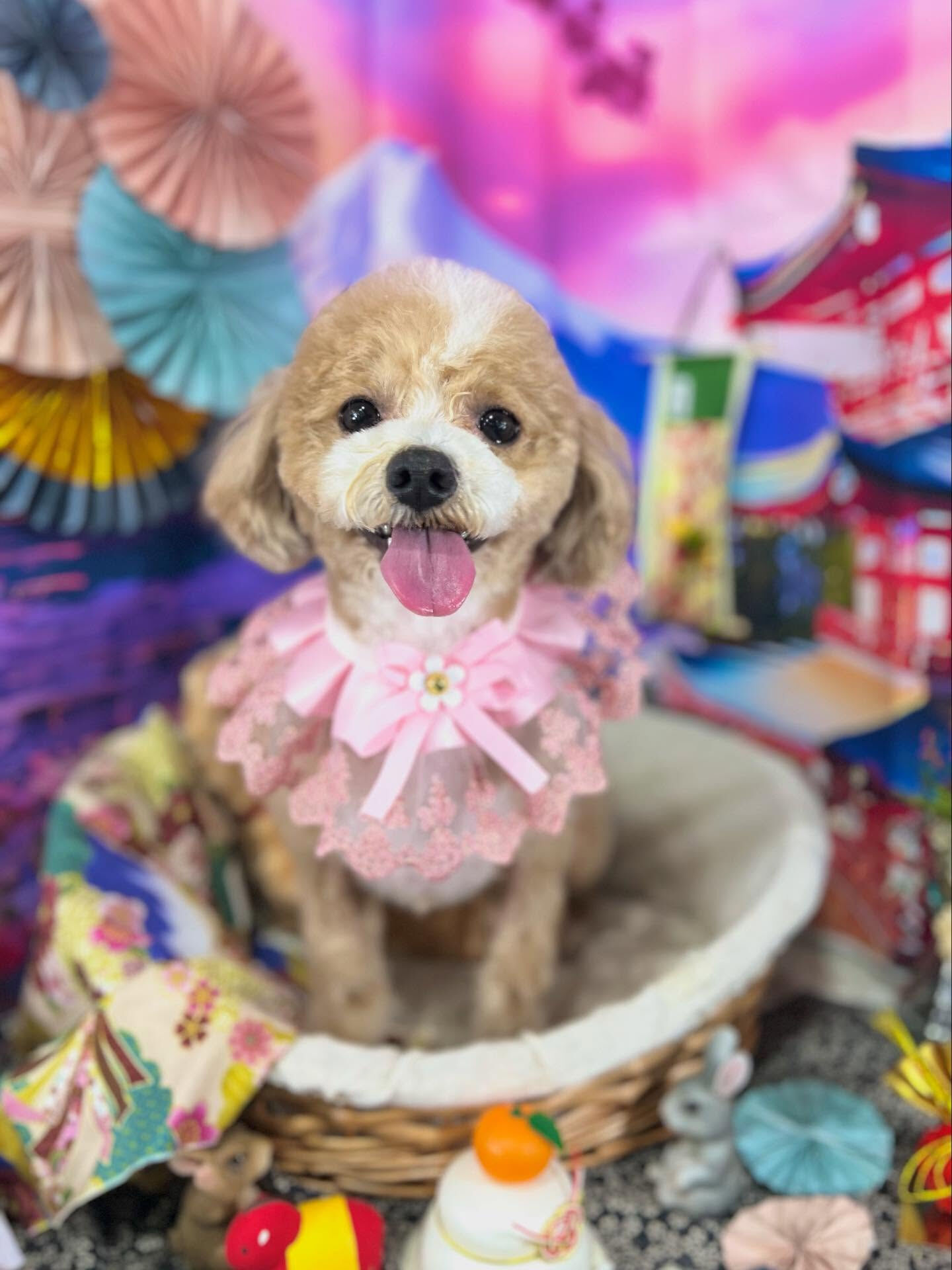 来店いただいたリリィちゃんです🐶✨