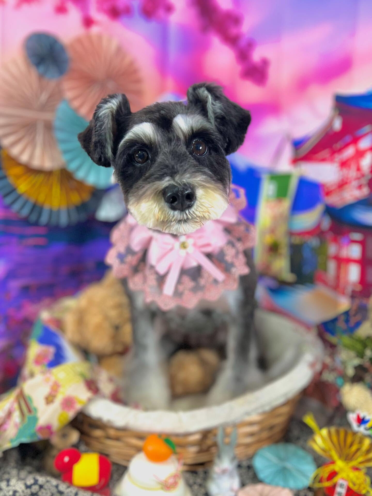 来店いただいたムックちゃんです🐶✨