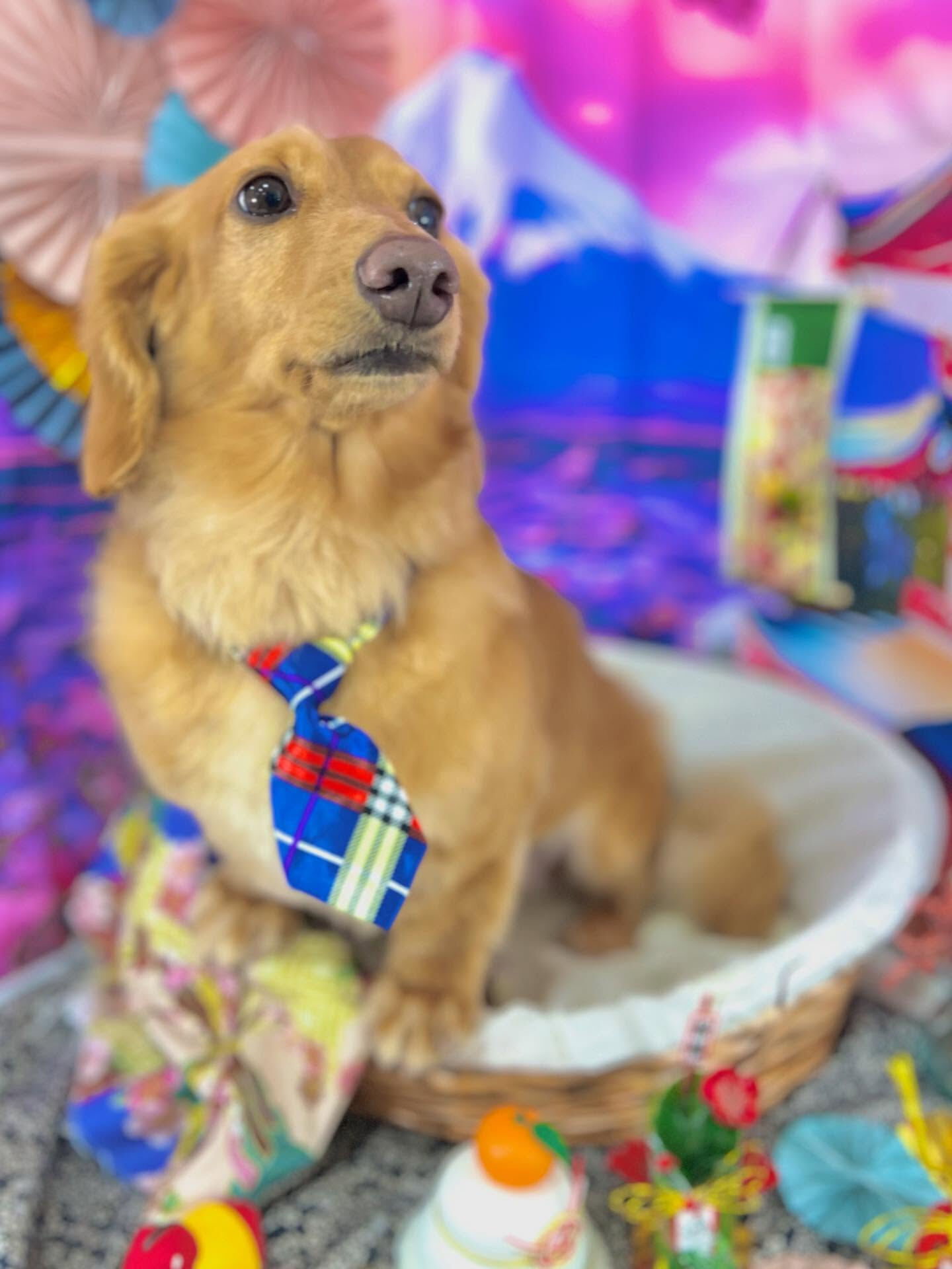 来店いただいたクリくんです🐶✨
