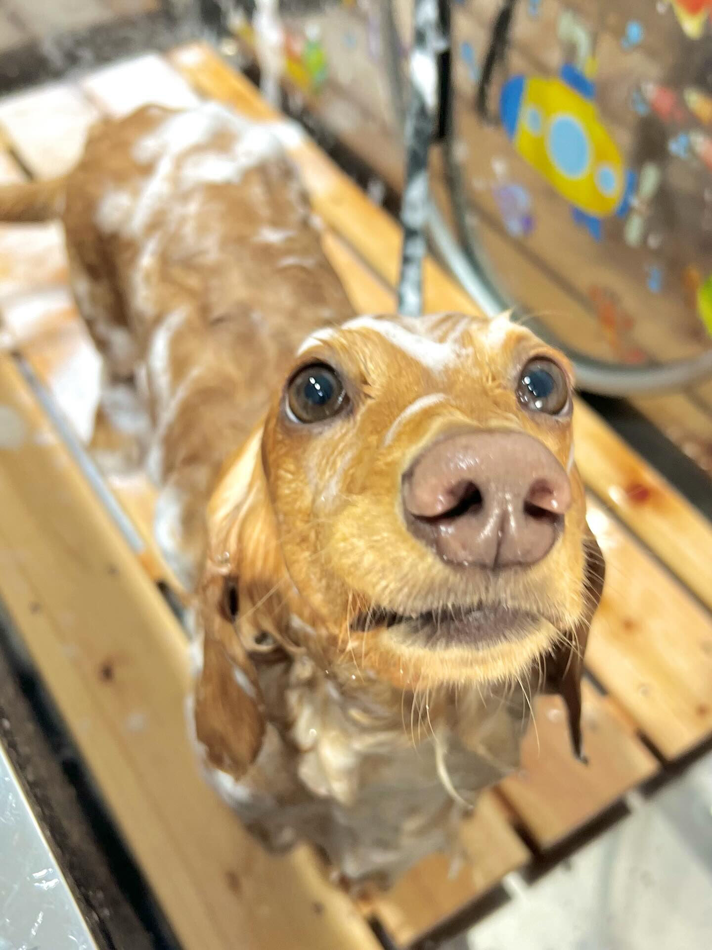 来店いただいたクリくんです🐶✨