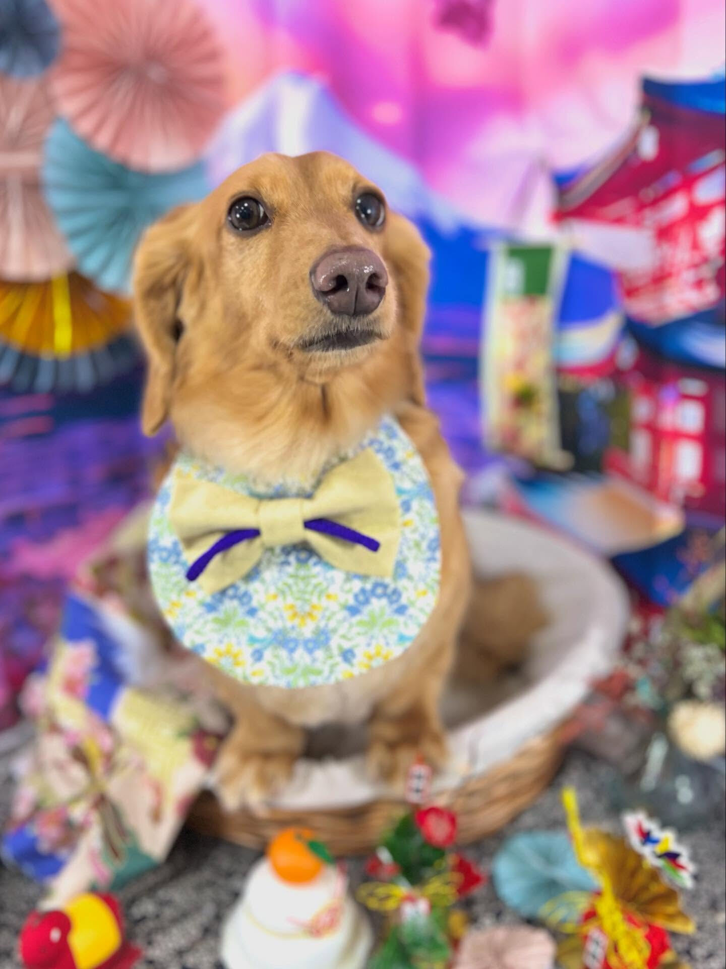 来店いただいたクリくんです🐶✨
