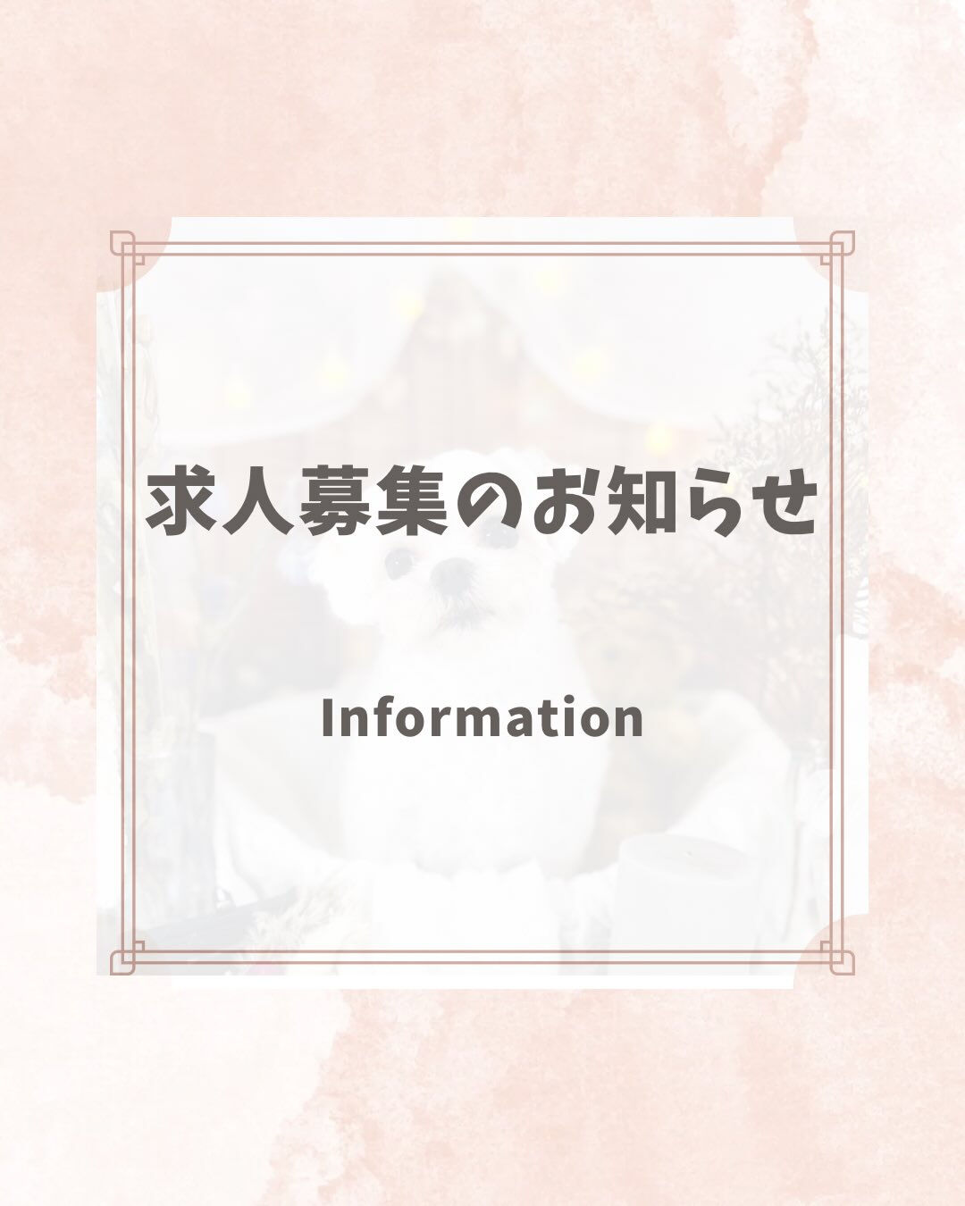 📢【トリミング空き枠のご案内】✂️✨