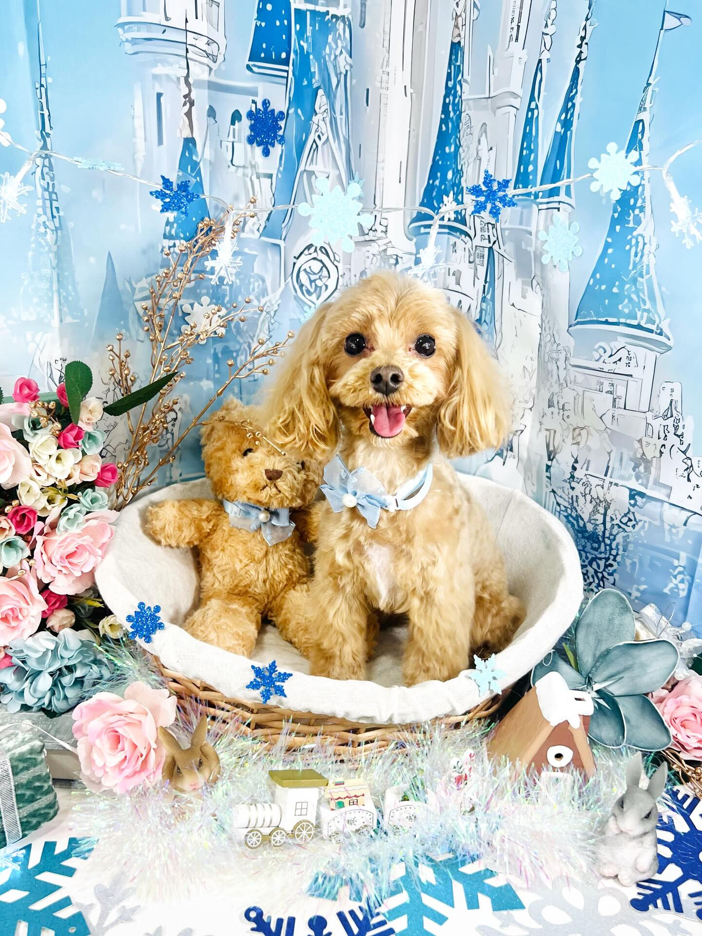 来店いただいたベリーくんです🐶✨