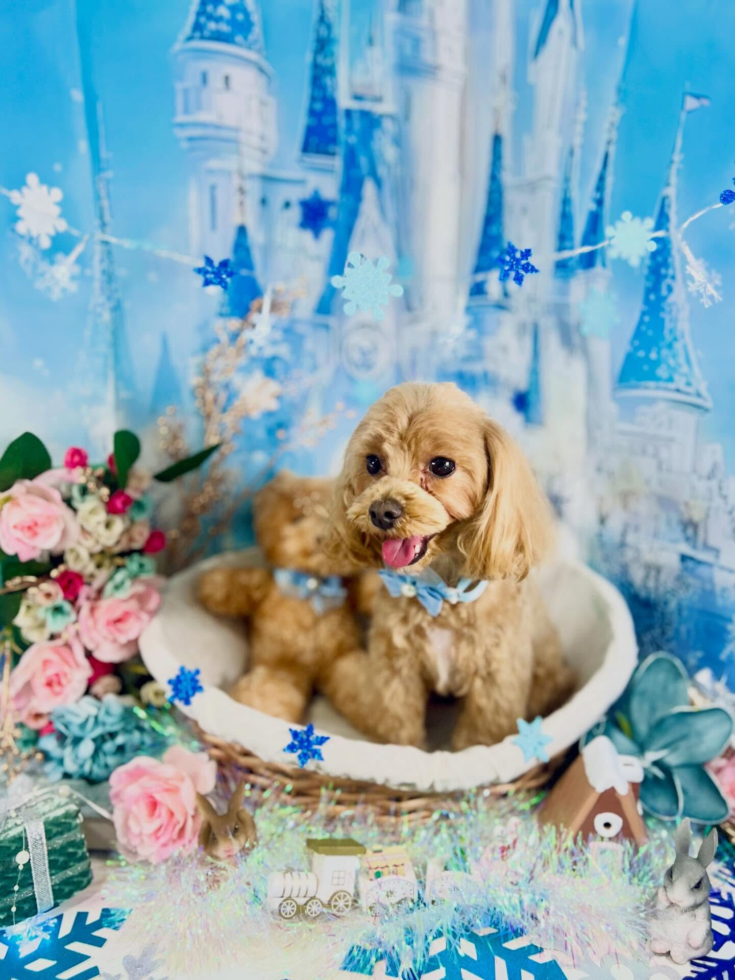 来店いただいたベリーくんです🐶✨