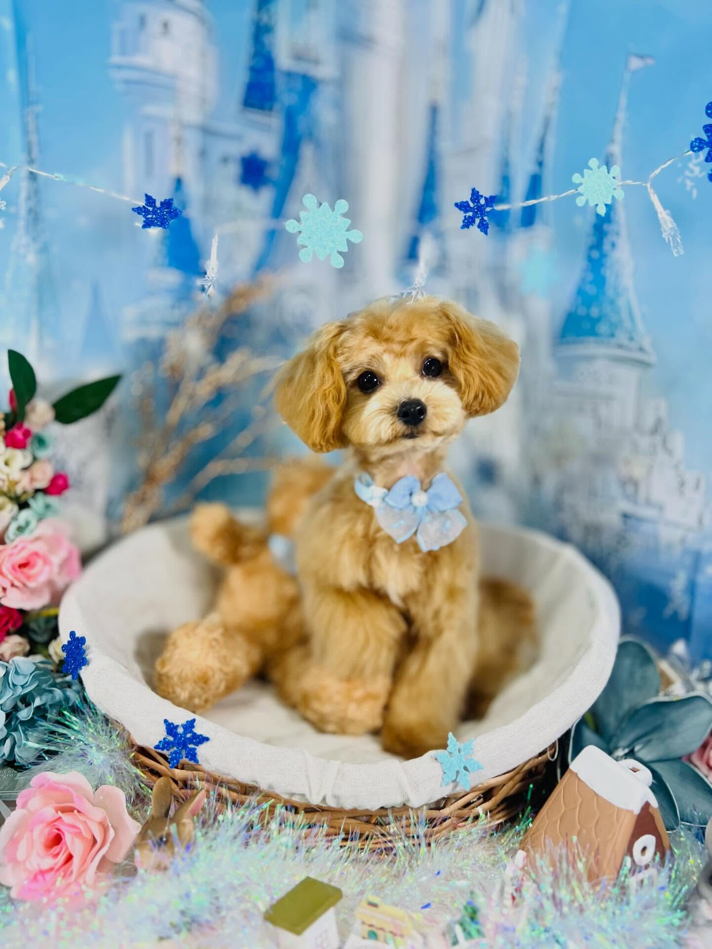 来店いただいたロアくんです🐶✨