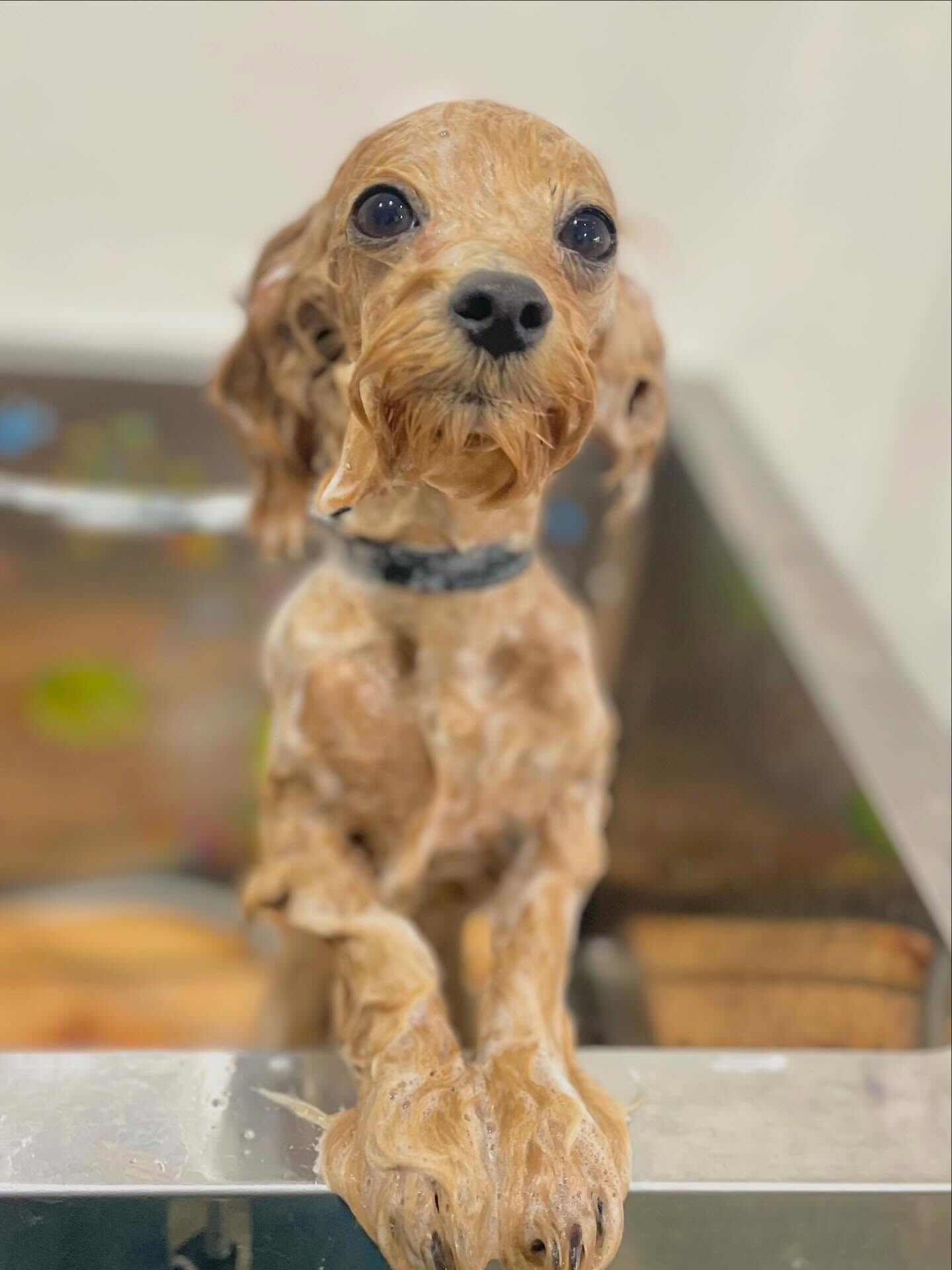 来店いただいたロアくんです🐶✨