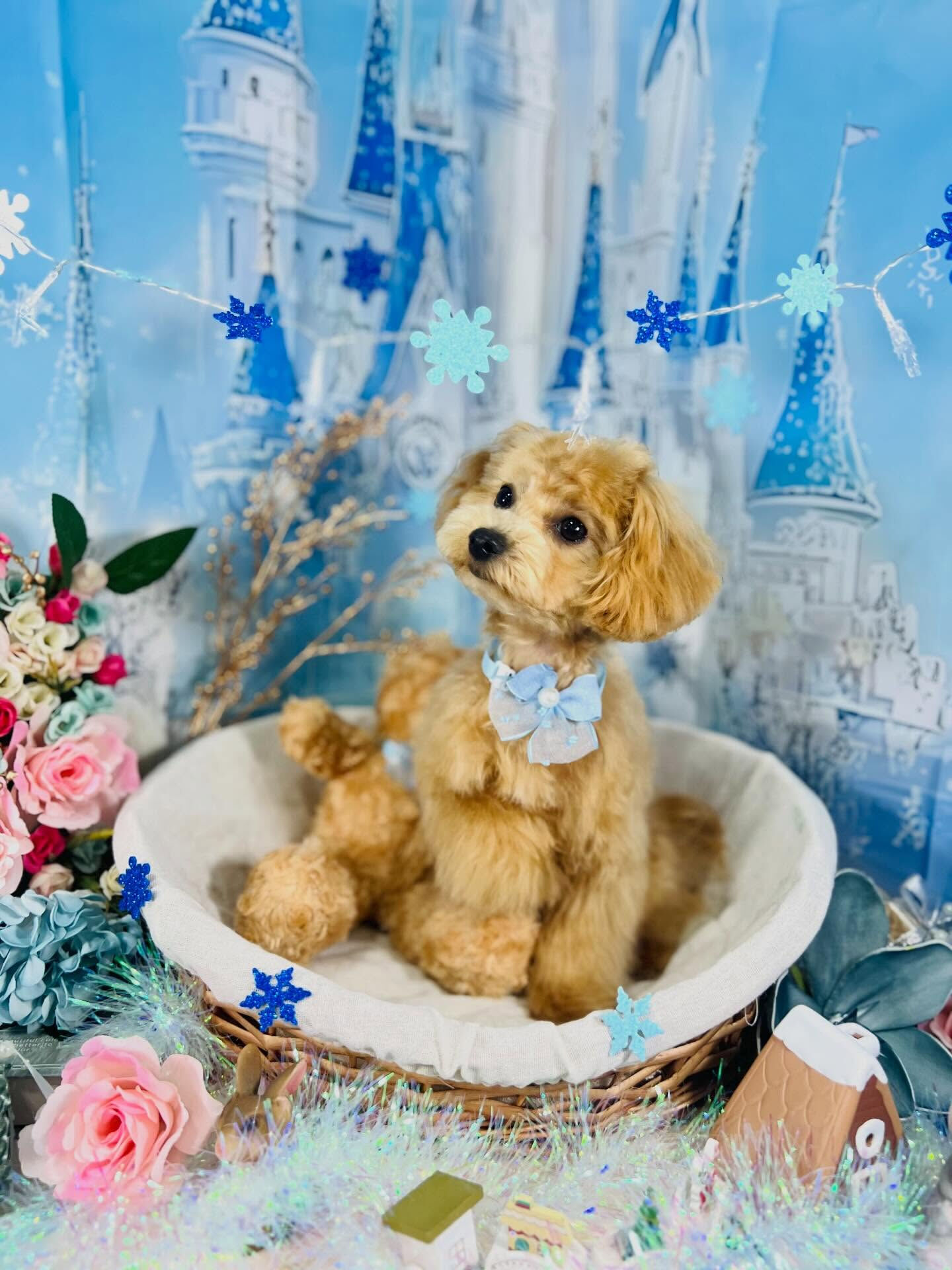 来店いただいたロアくんです🐶✨