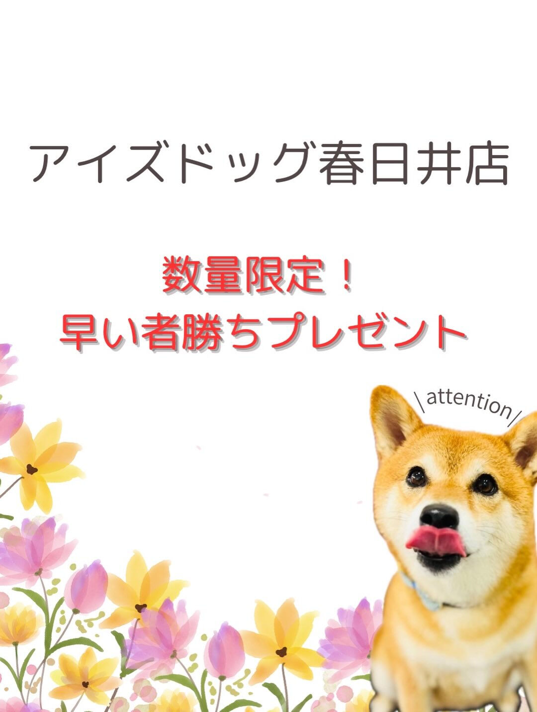 来店いただいたロアくんです🐶✨