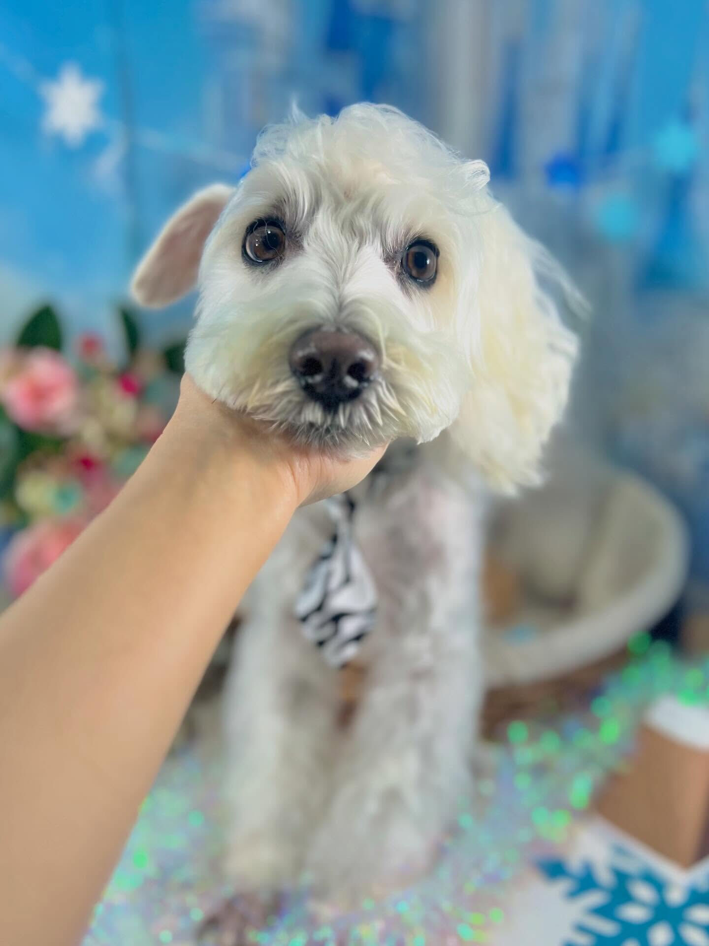 来店いただいたラテくんです🐶✨