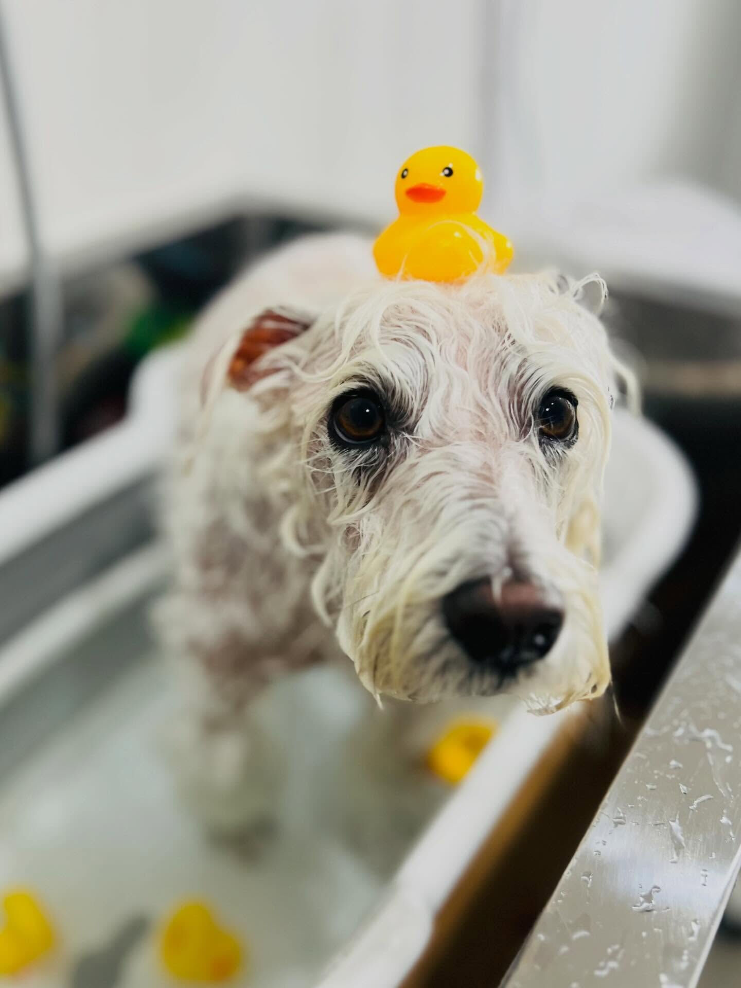 来店いただいたラテくんです🐶✨