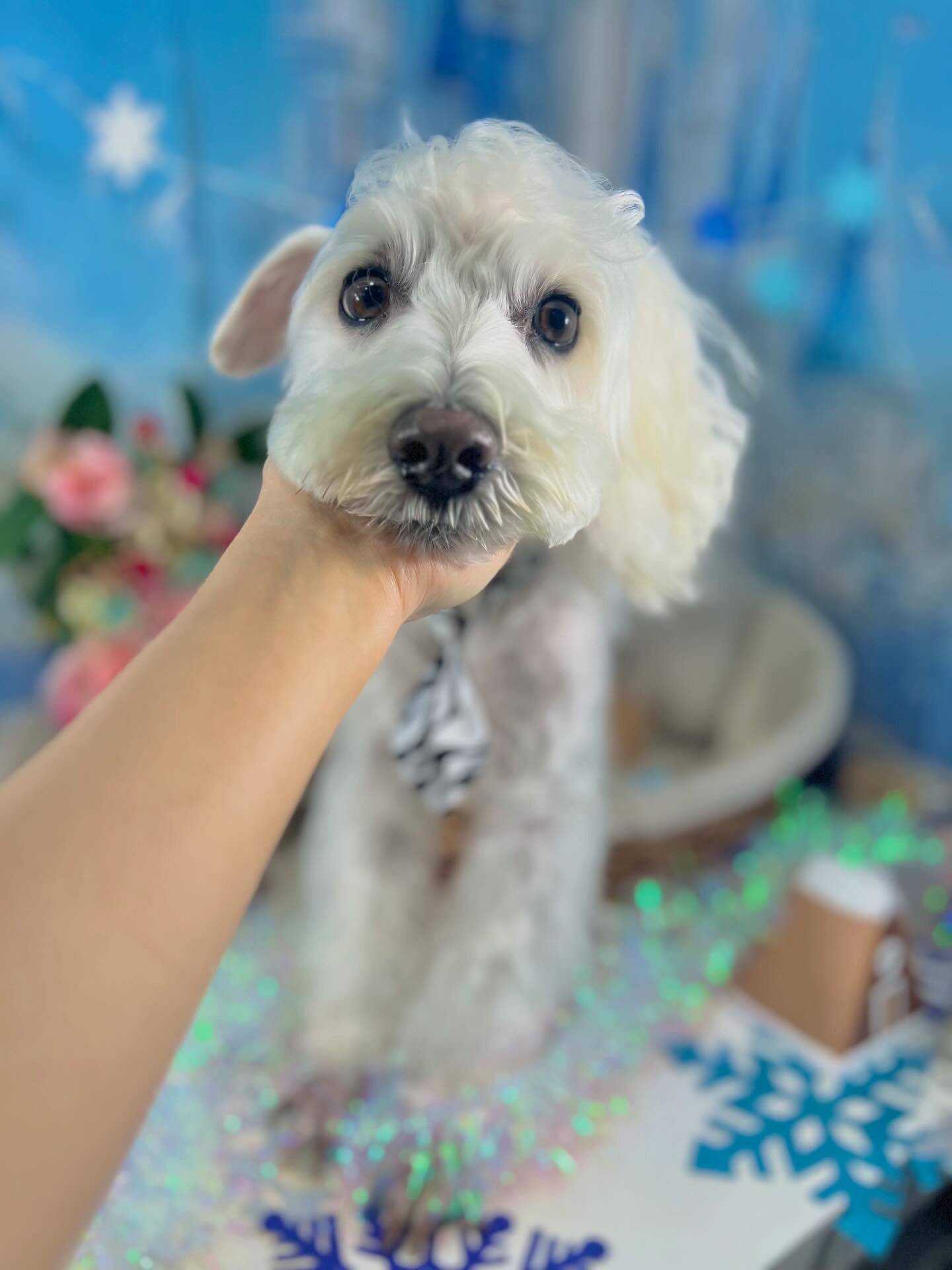 来店いただいたラテくんです🐶✨