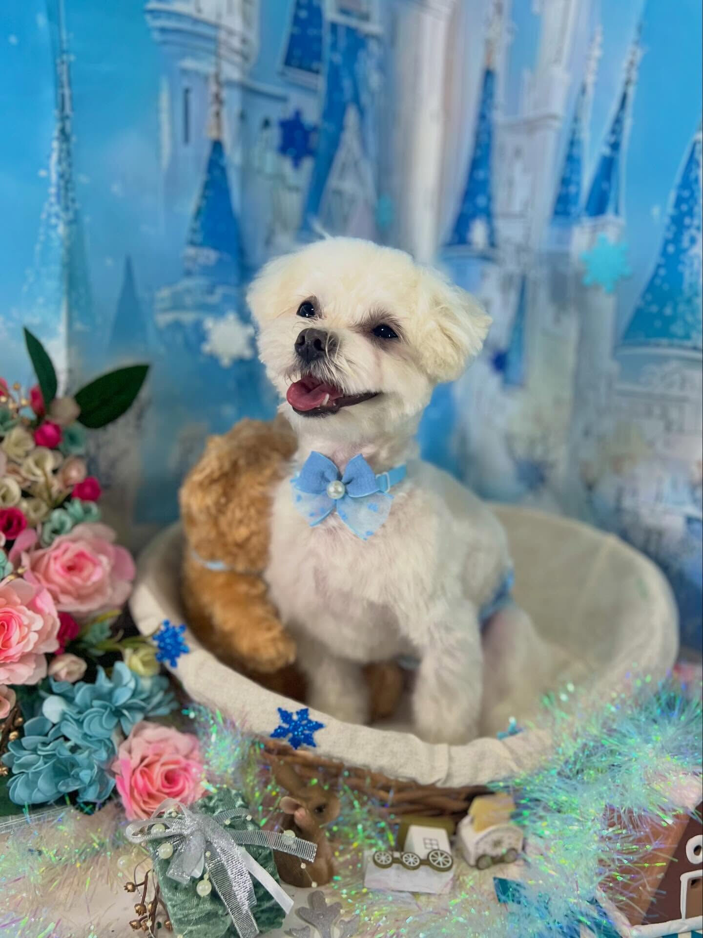 来店いただいたラテくんです🐶✨